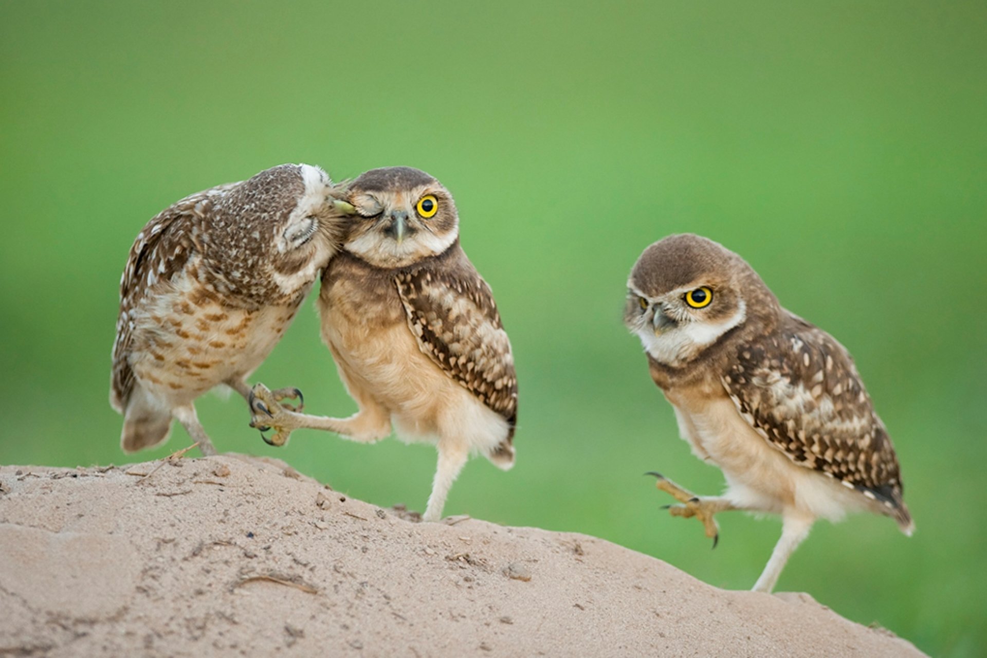 ovyata chicks eye