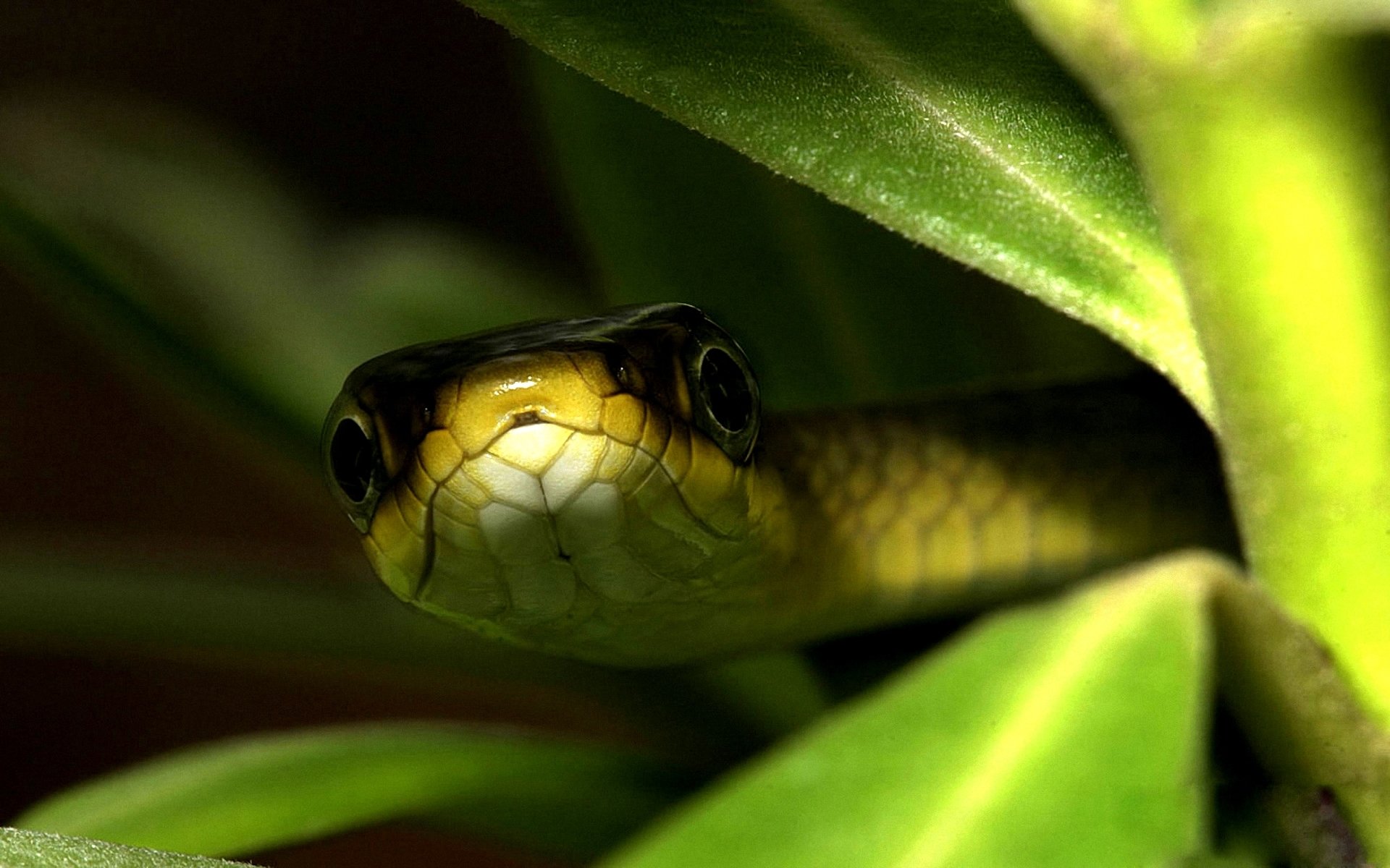 sfondo foglie serpente occhi macro