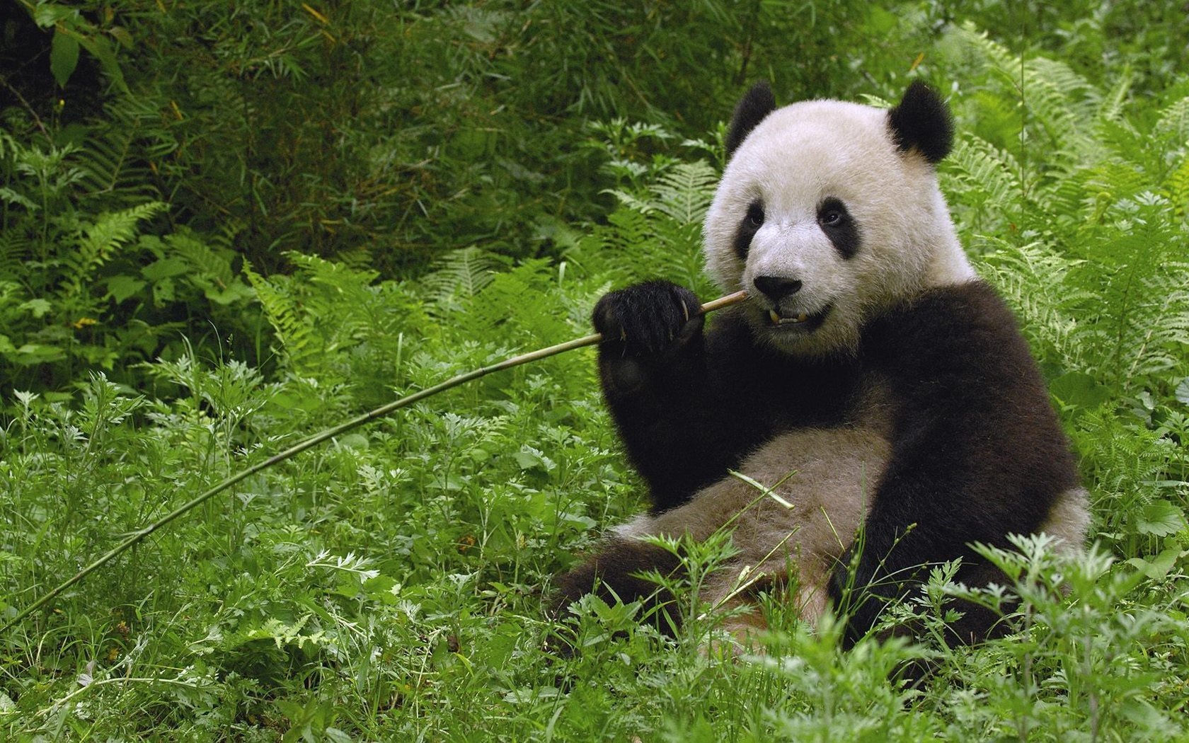 panda verdure mange baguette assis