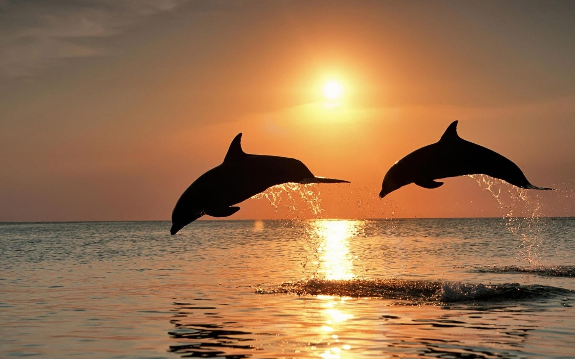 dauphins coucher de soleil mer