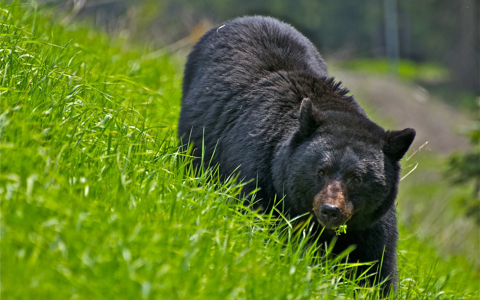 orso erba natura