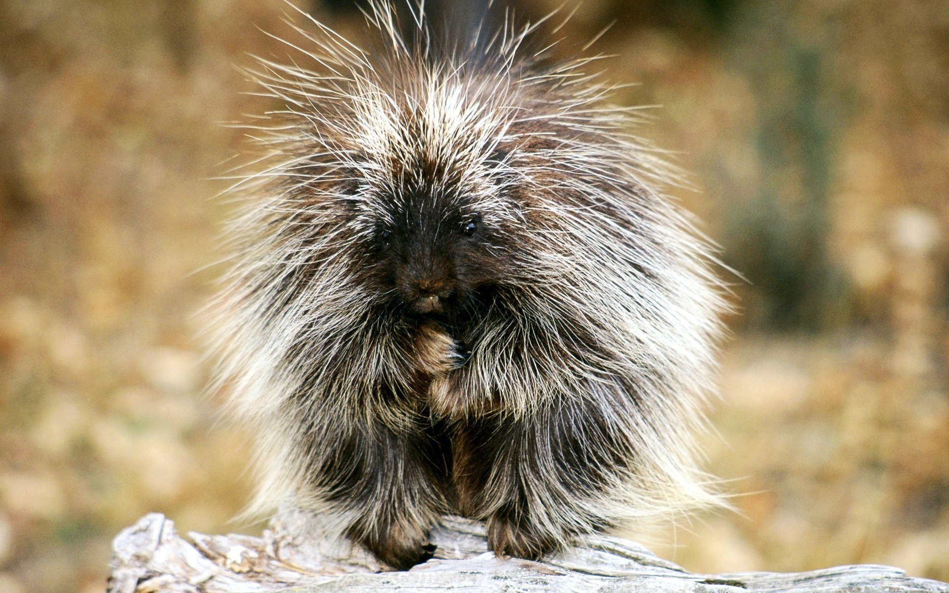 tiere hintergrund stachelig