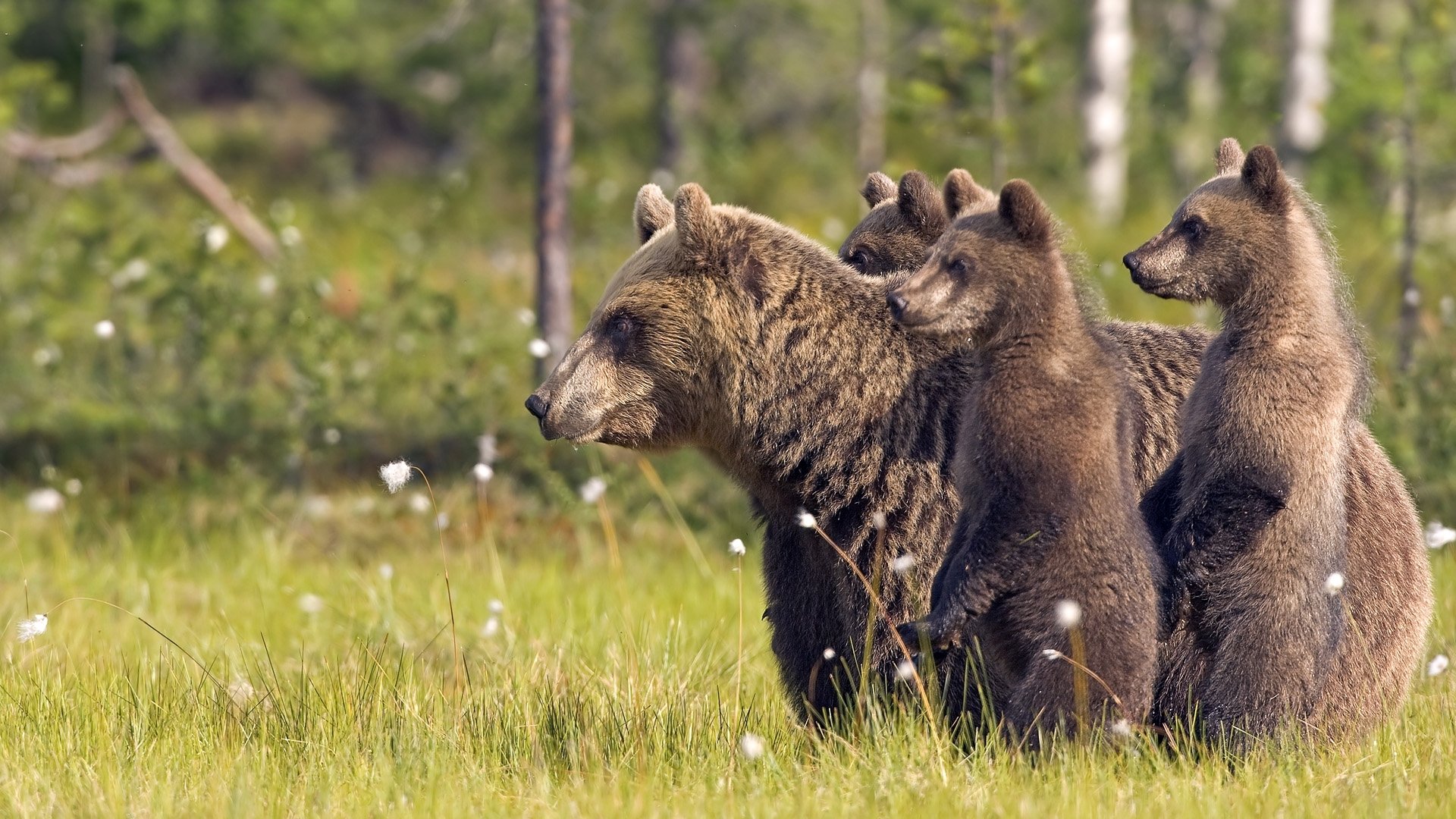 animales animales osos bosque naturaleza hierba árboles