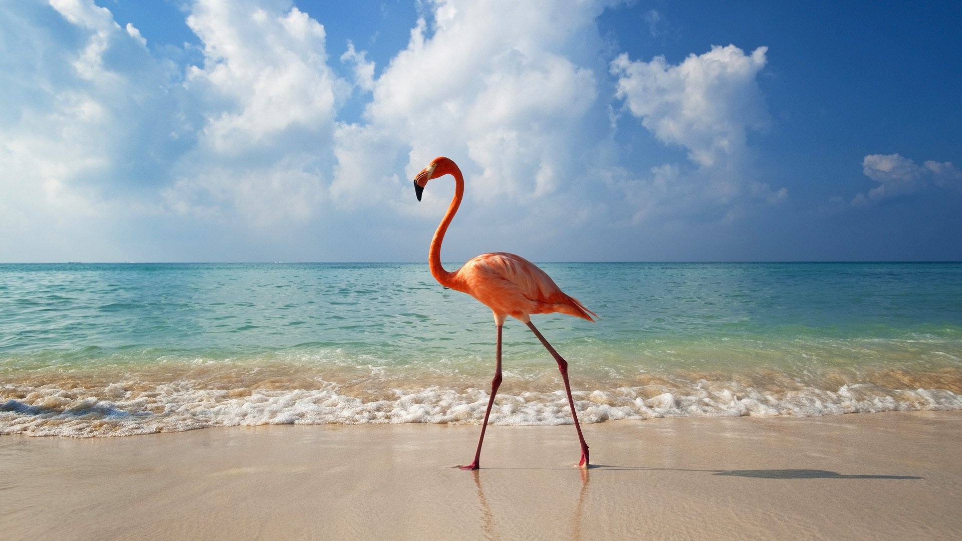 tiere tiere flamingos meer landschaft natur vögel wasser strand wolken