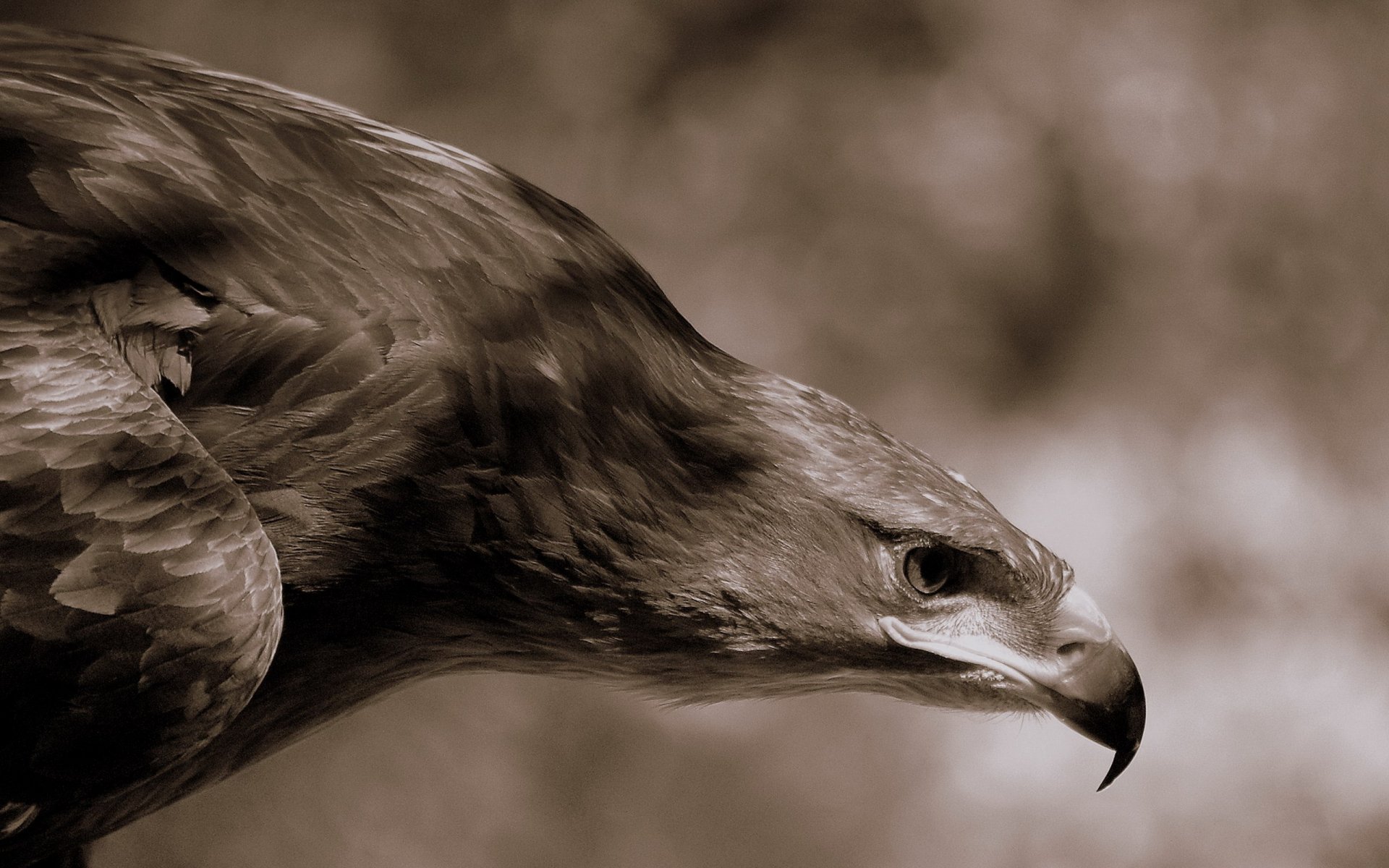 águila pico plumas