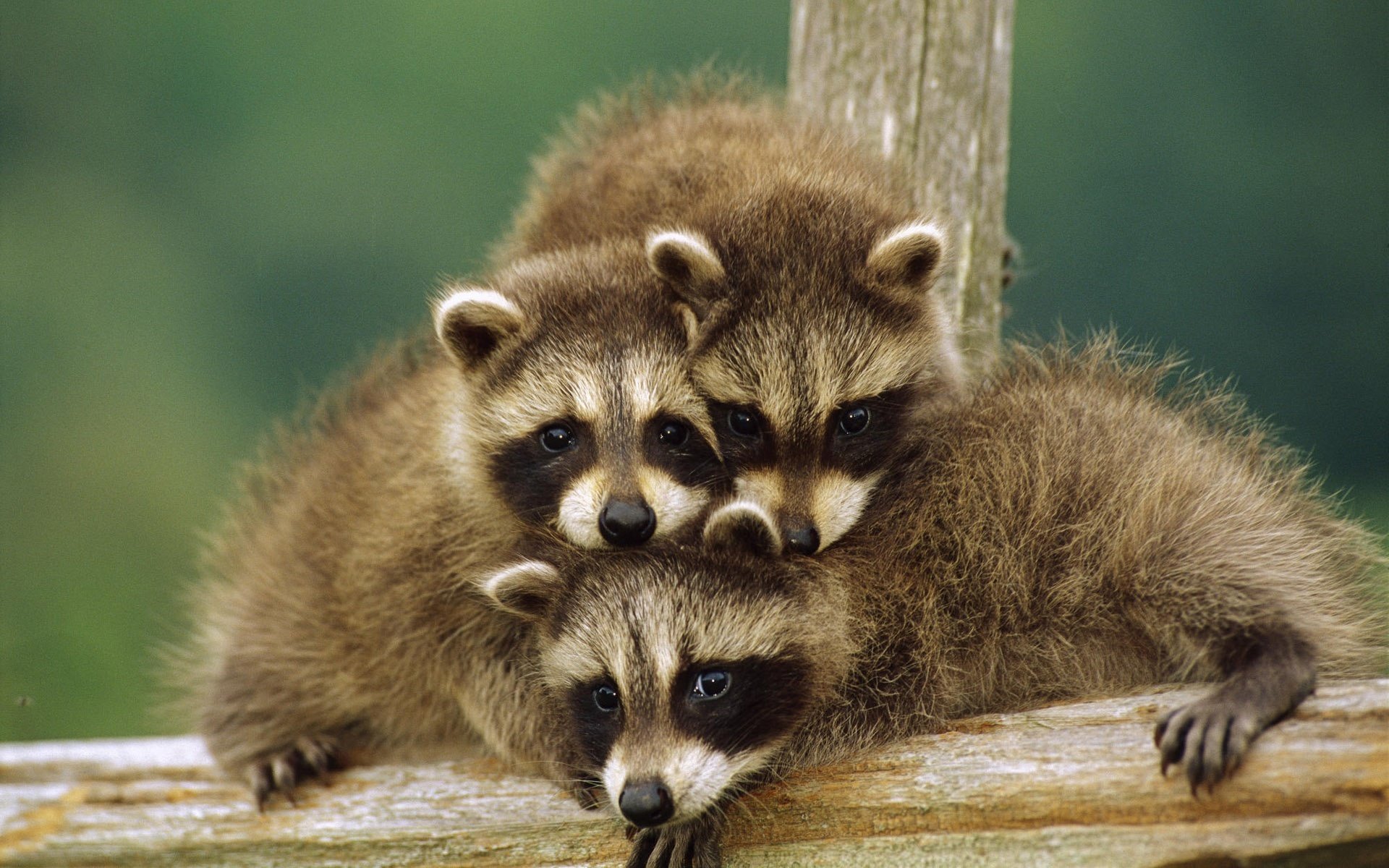 raccoons animals animal