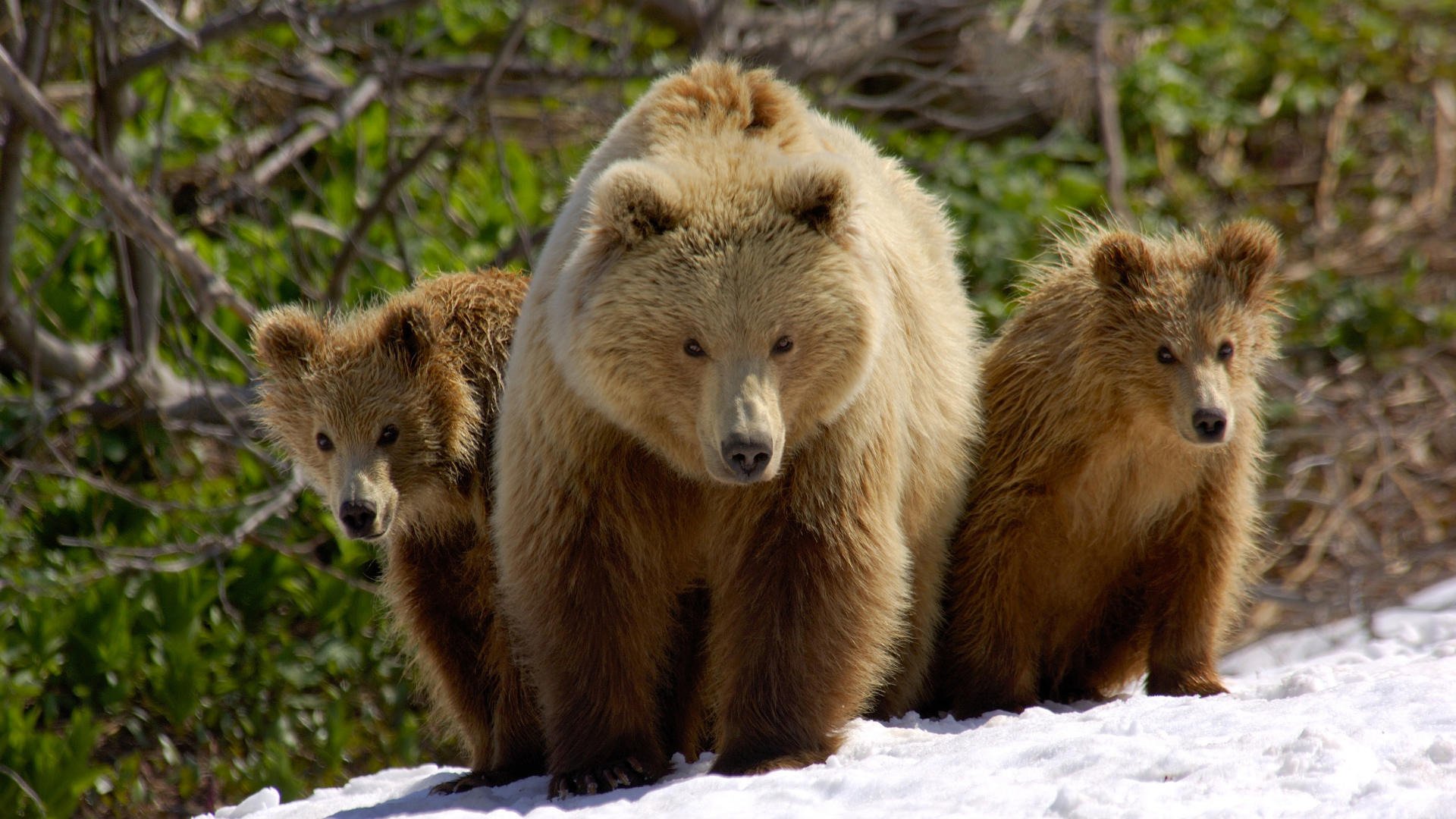 bears bear snow