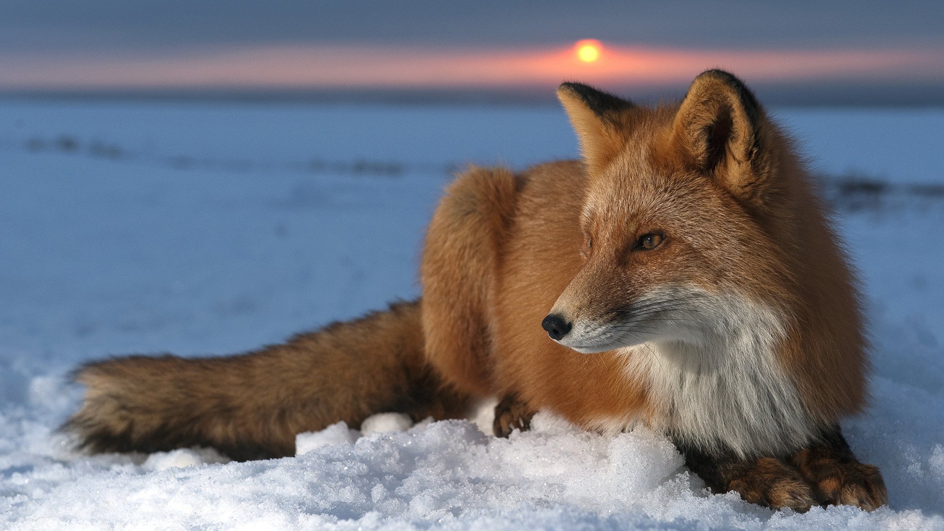 predator fox fox muzzle skin fur snow sunset sun