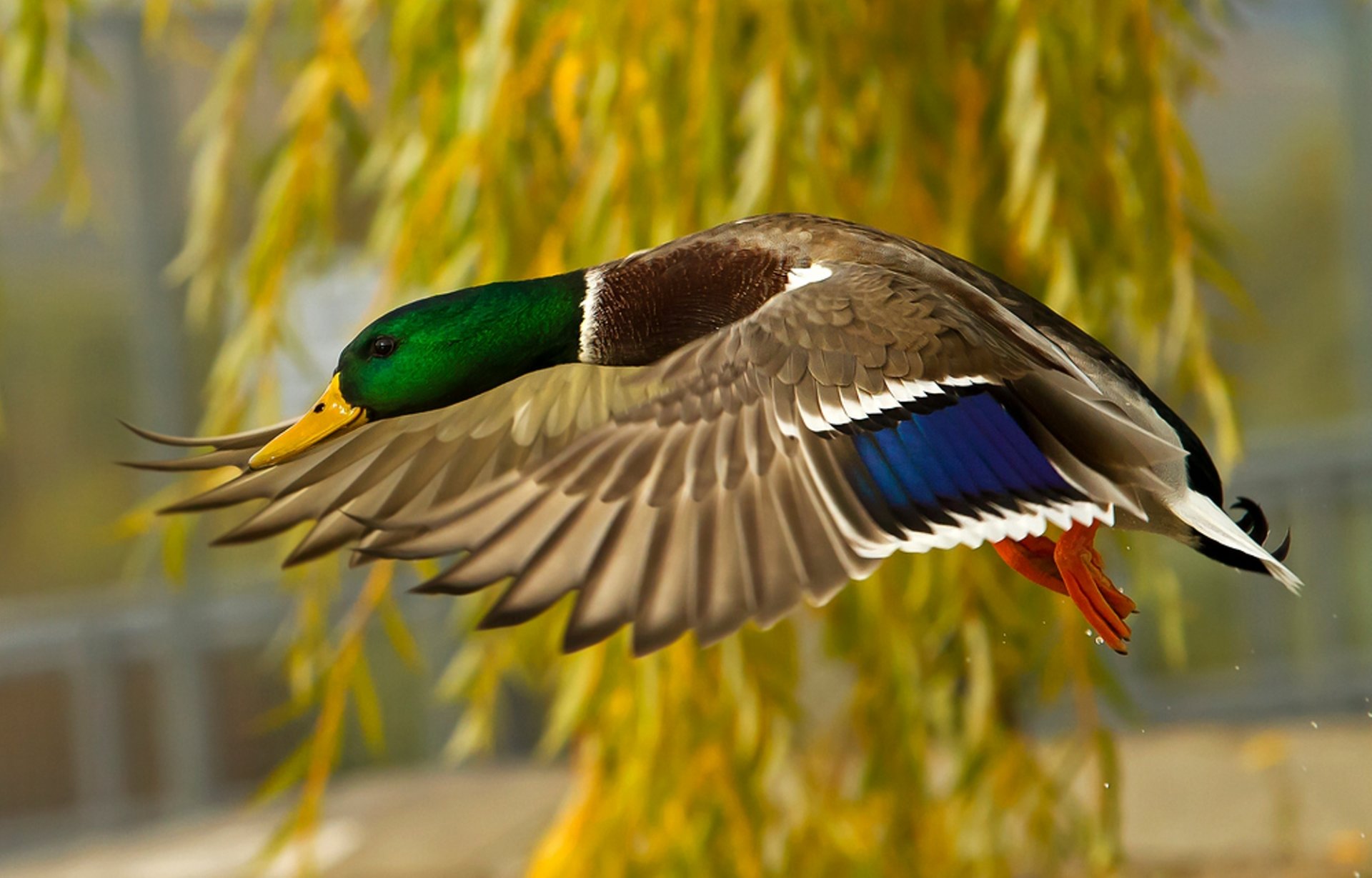 pato vuelo plumas