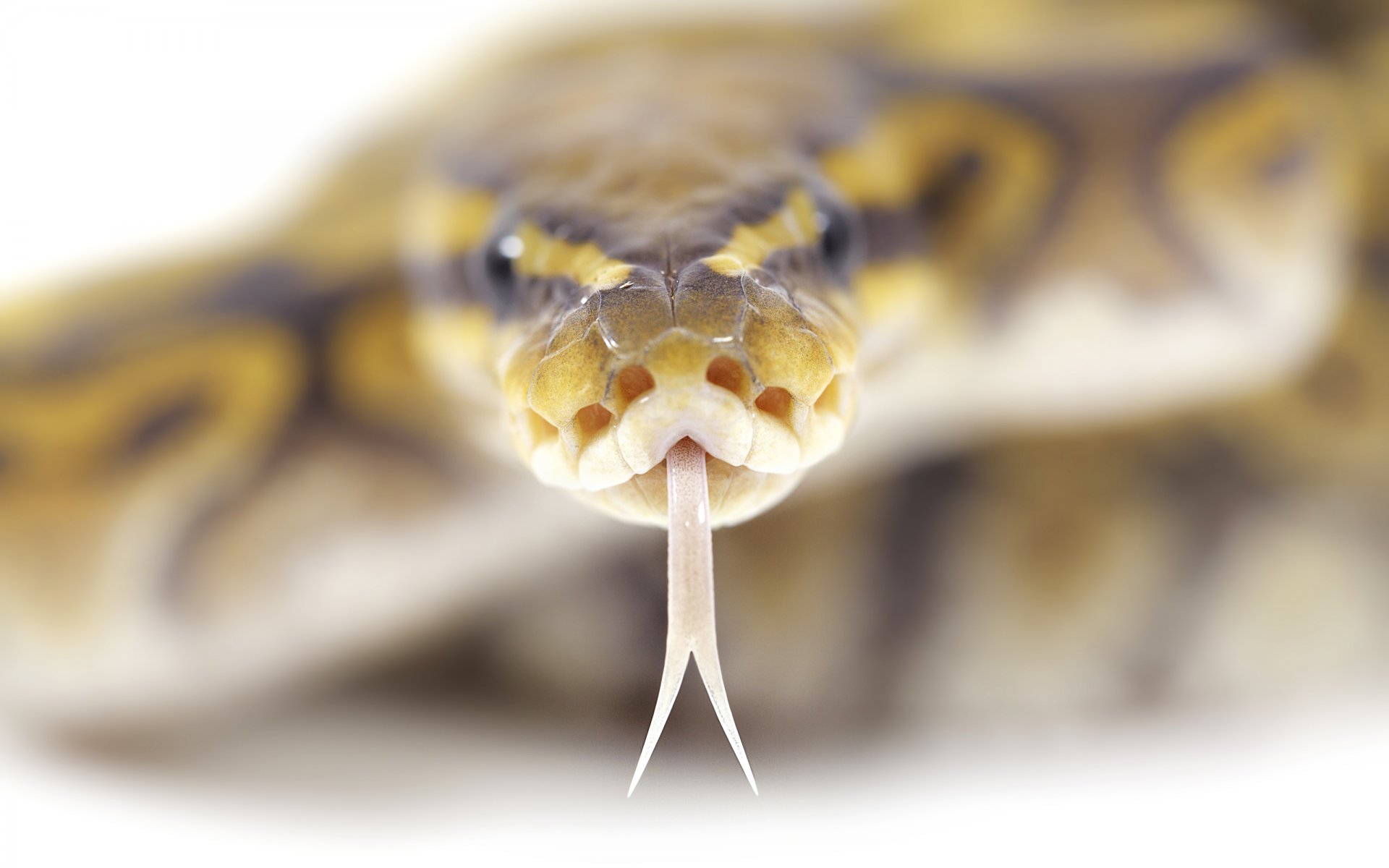 macro serpiente cabeza ojos lengua hipnosis