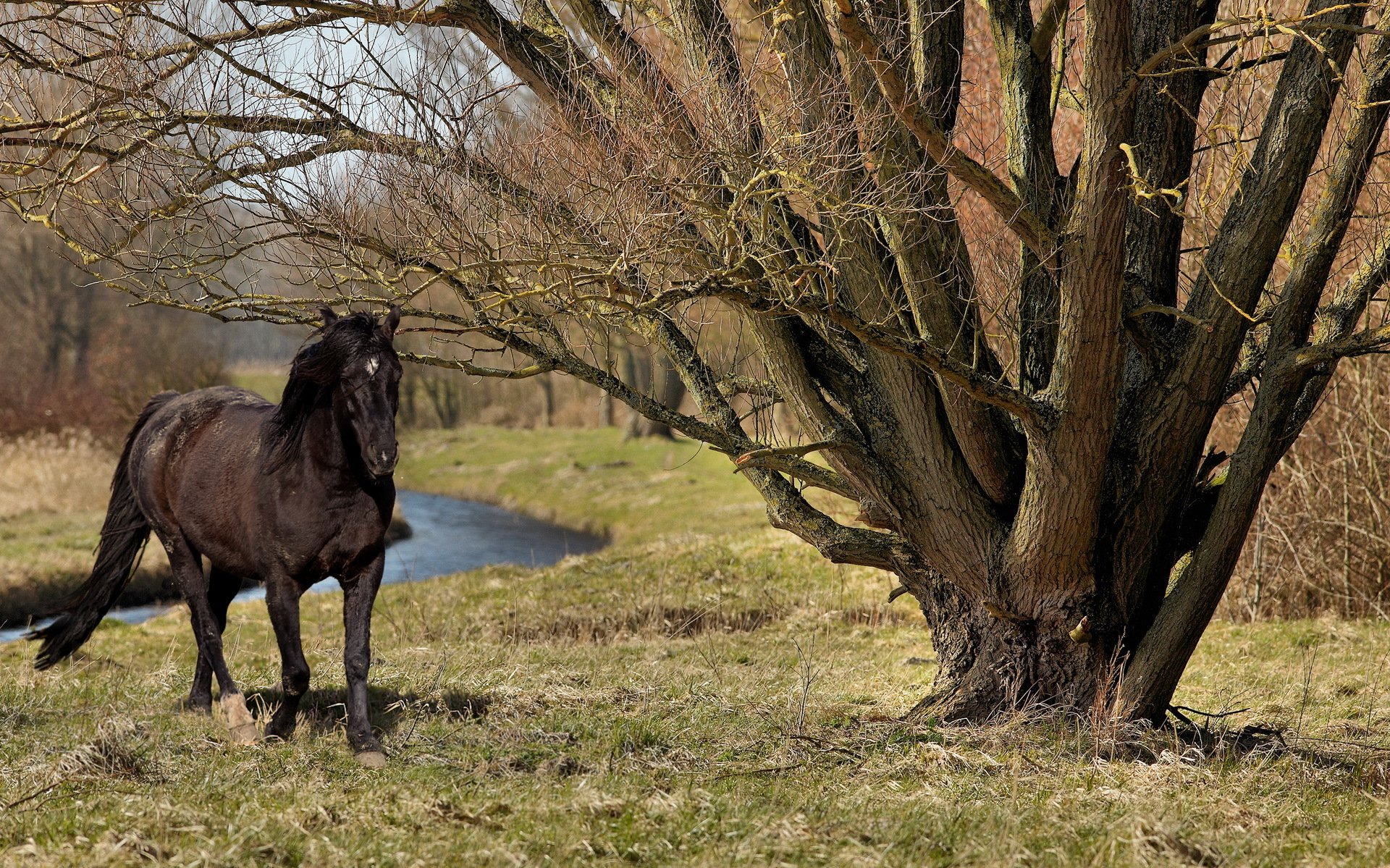 koń drzewo lato natura