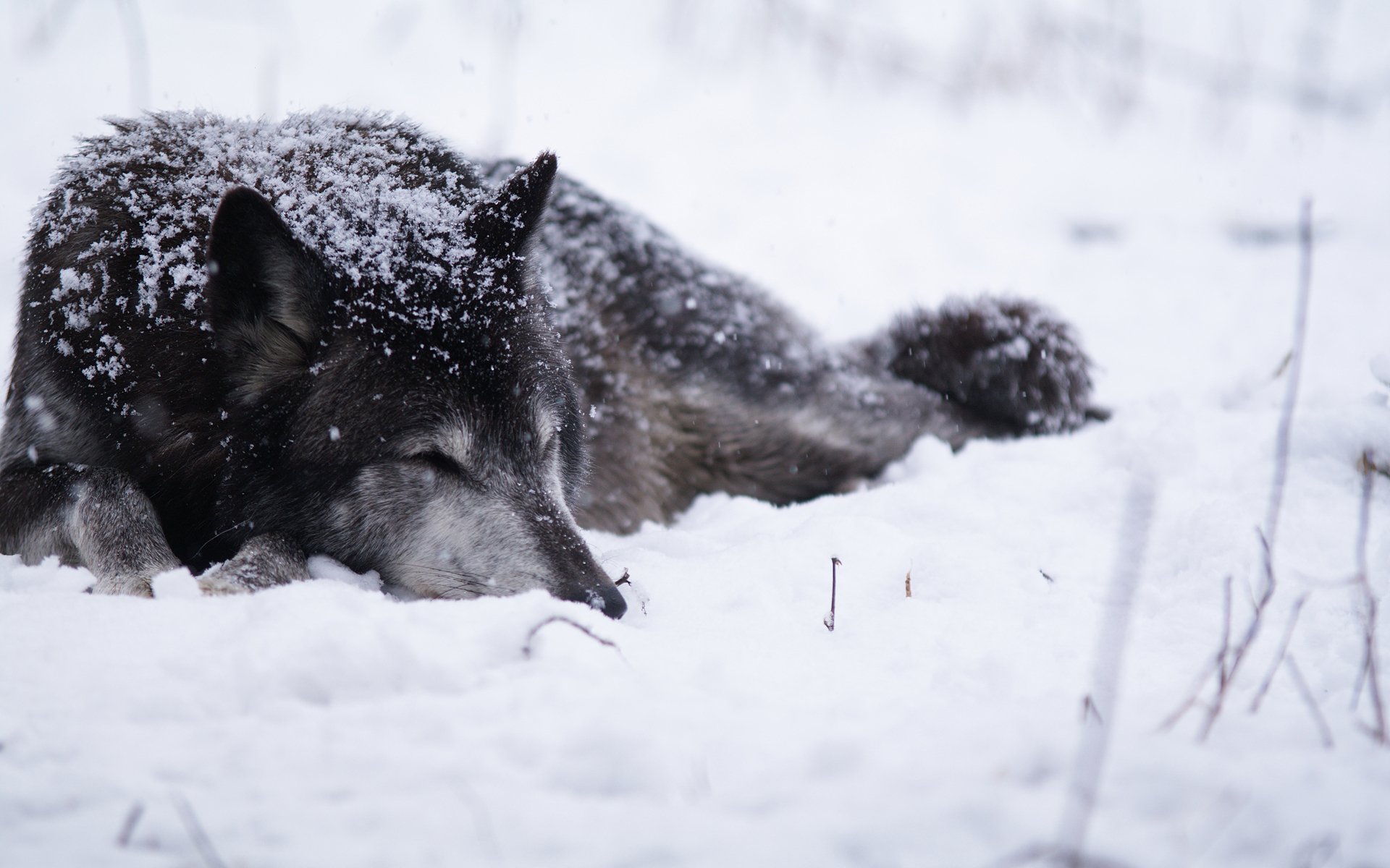 lobo nieve frío