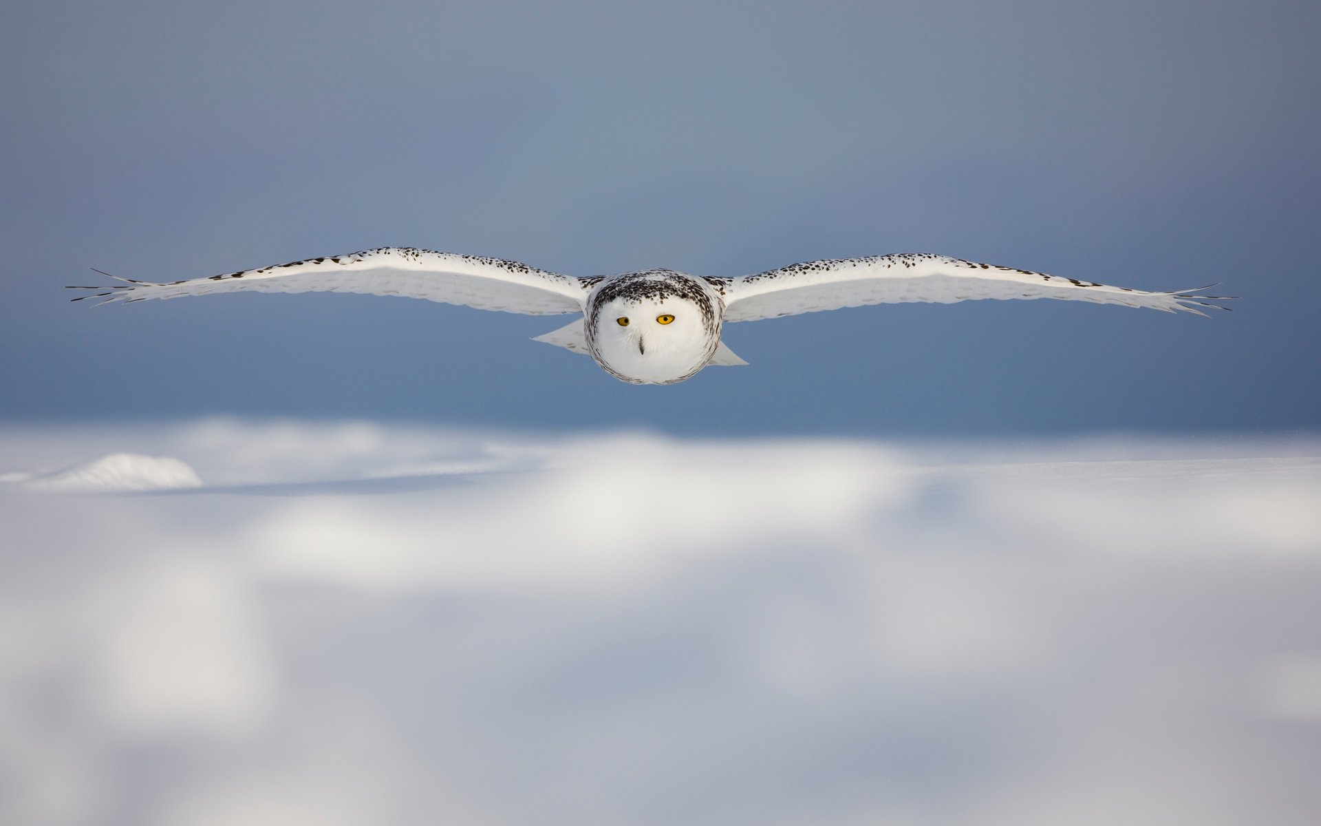 blanc hibou nuages neige