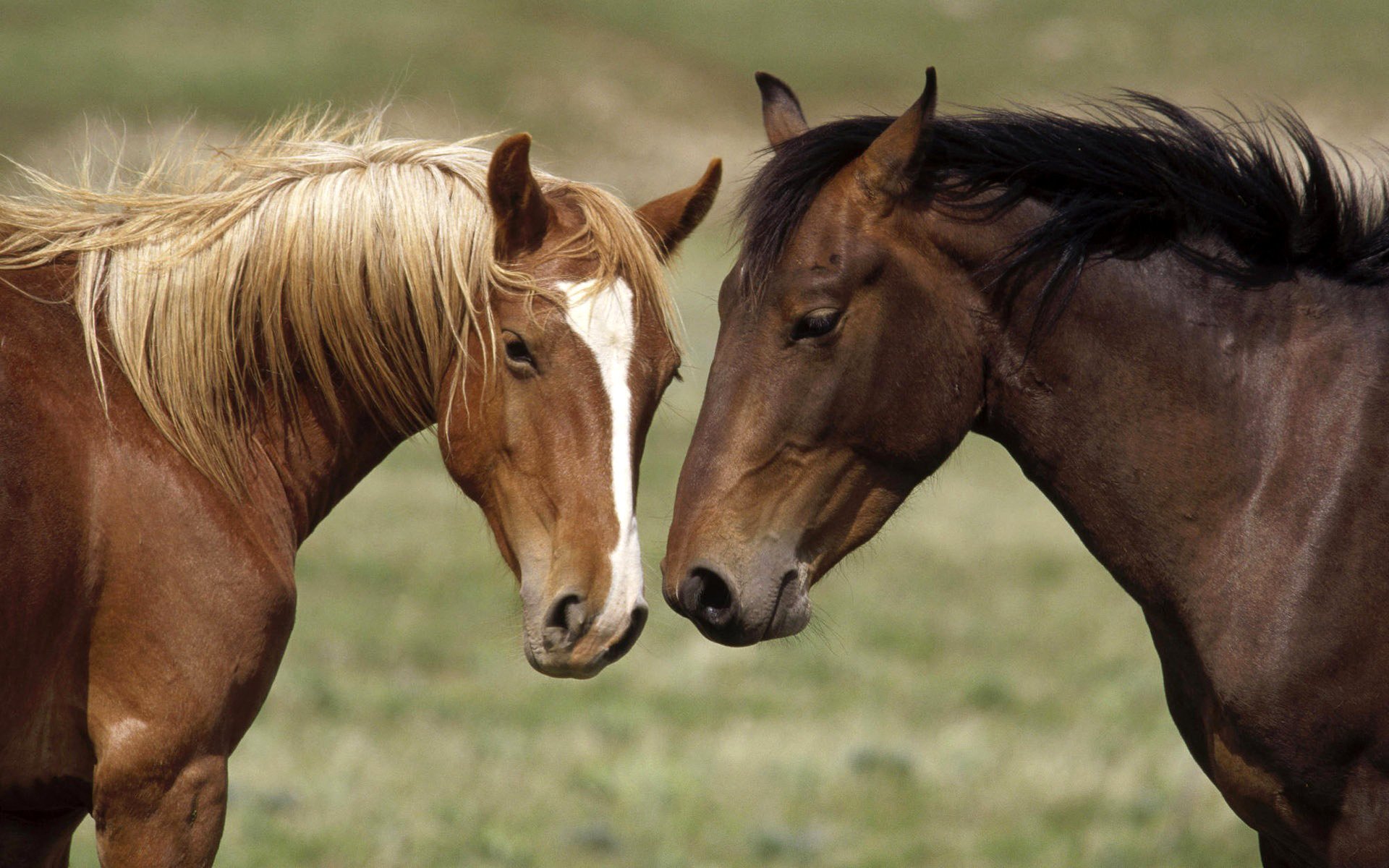 horse horse horses pair color suit brown head muzzle mark white spot mane