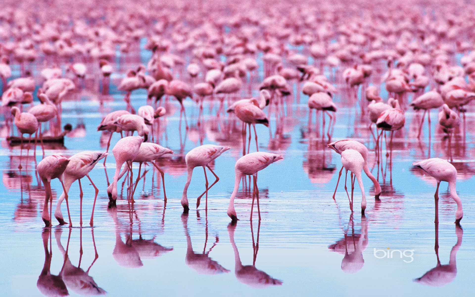 tiere vögel flamingos