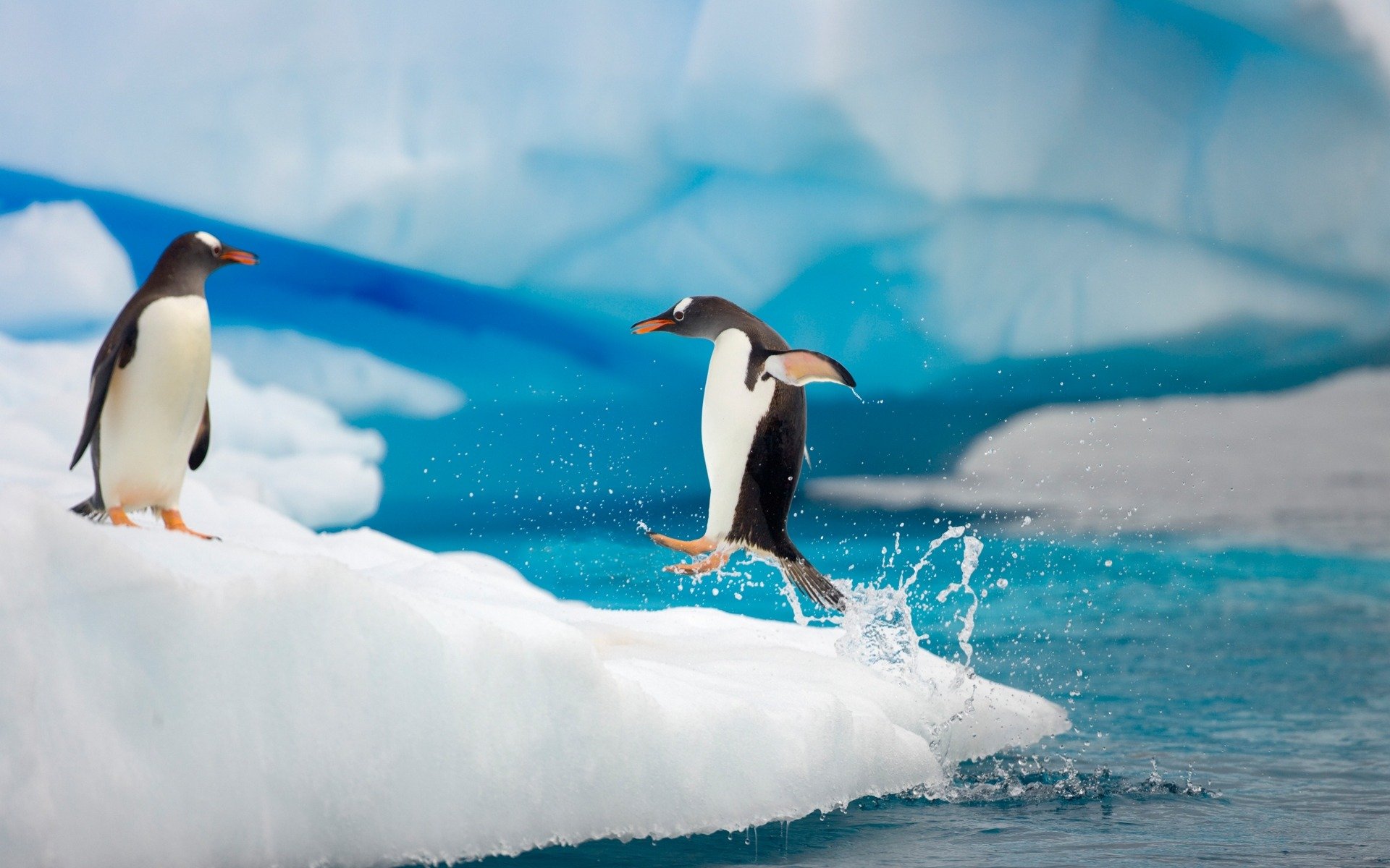 océano pareja pingüinos salto gotas salpicaduras patas movimiento témpano de hielo