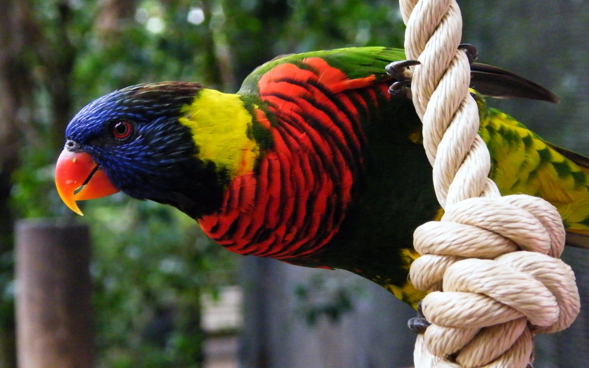 pájaro loro plumas coloración coloración cuerda pico