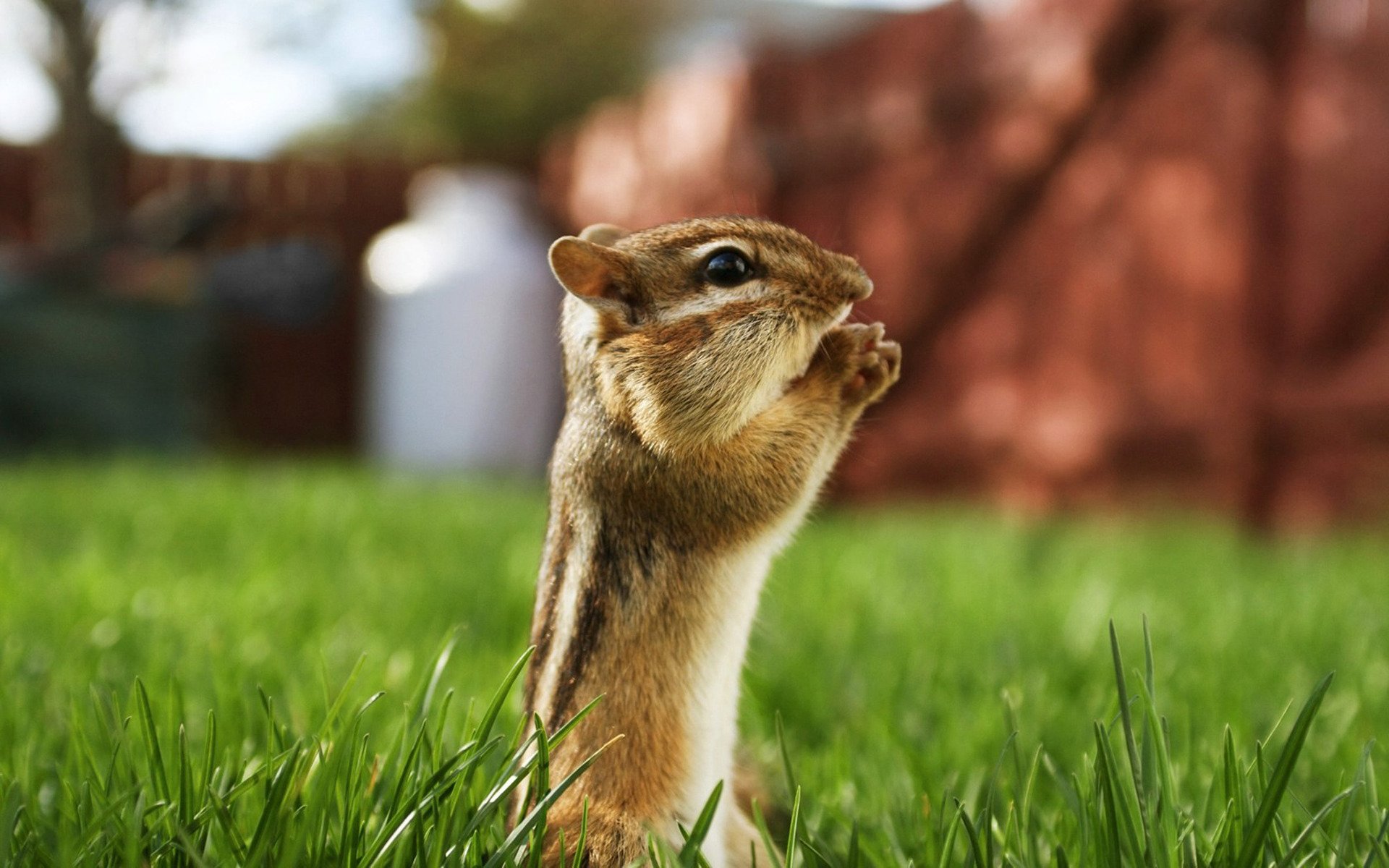 streifenhörnchen nagetier gras