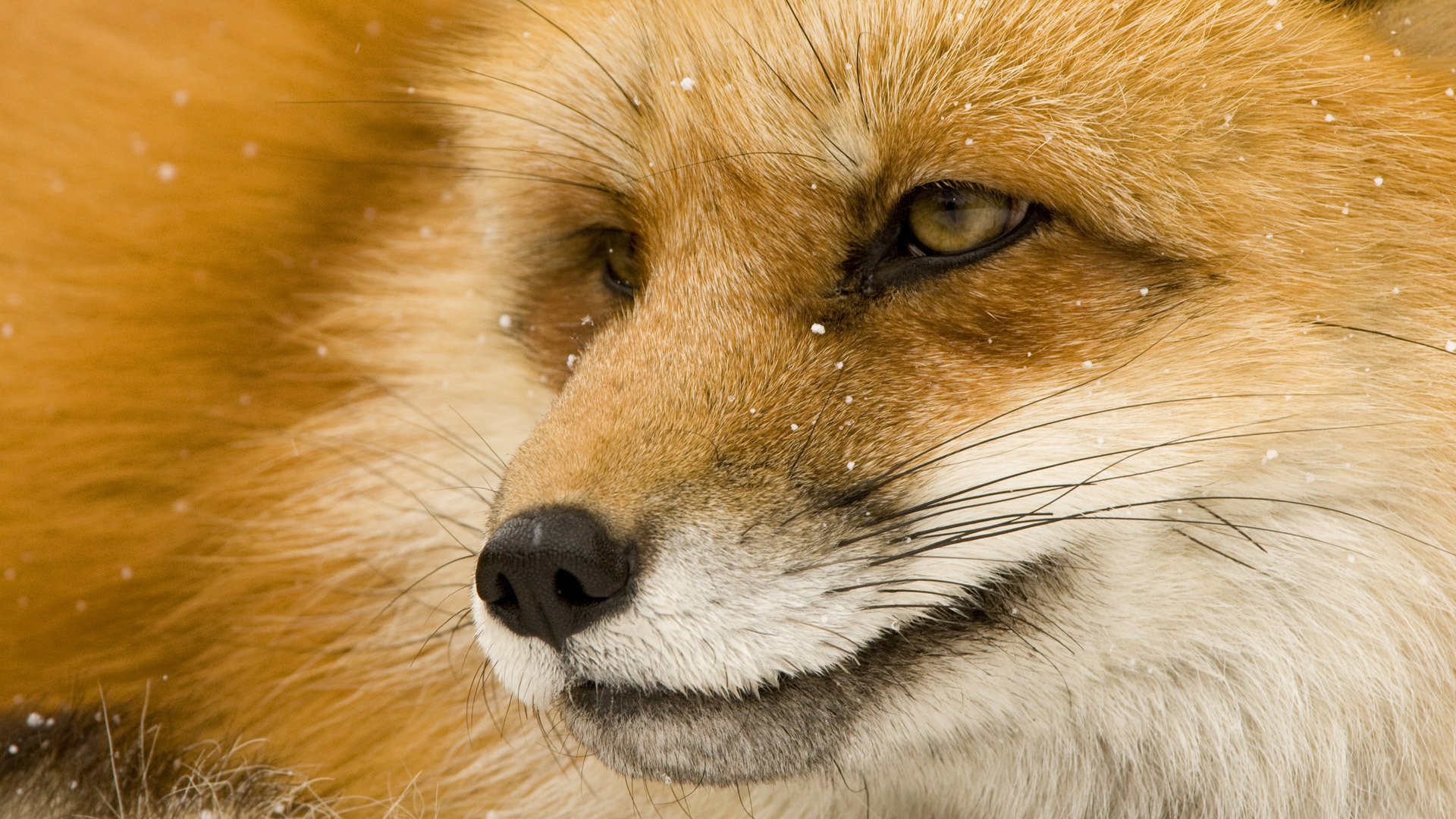 fox face eye