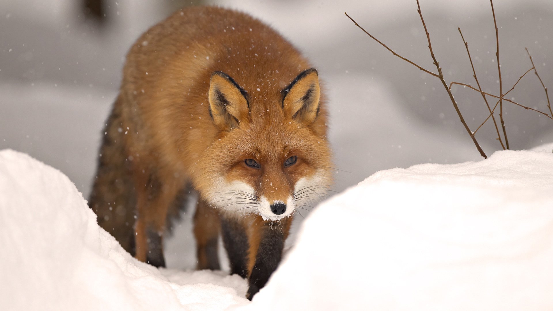 fox winter snow nature the beast animal animal