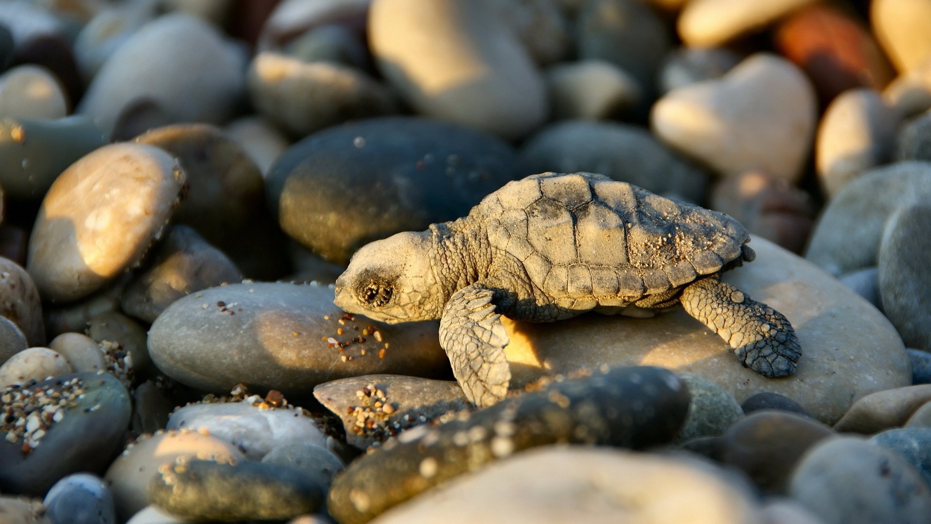 pierres tortue photo gros plan soleil coucher de soleil