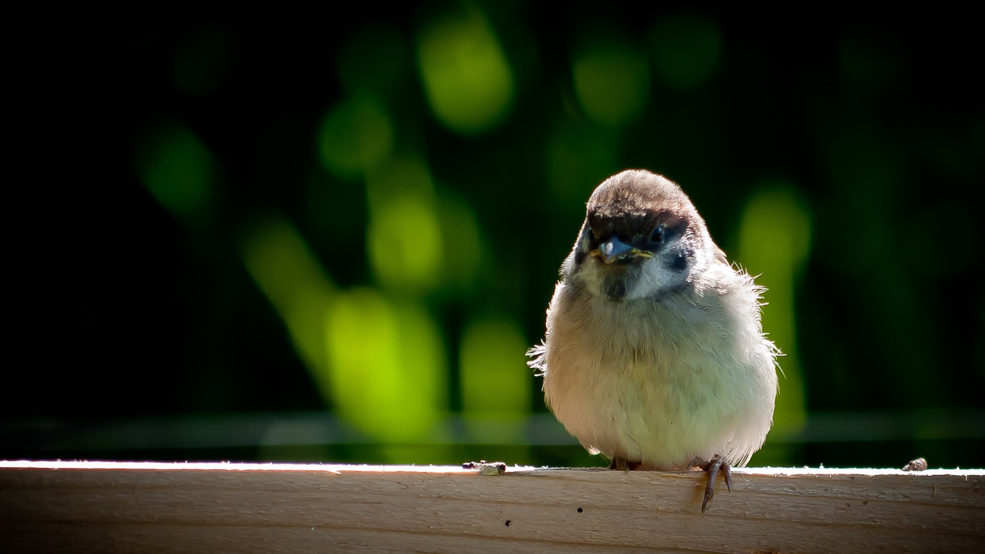 moineau oiseau bec ailes plumes