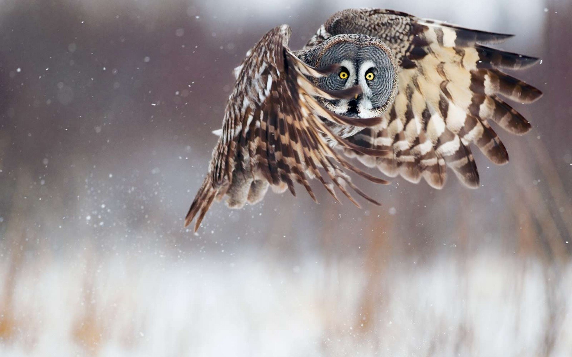 búho vuelo alas invierno nieve