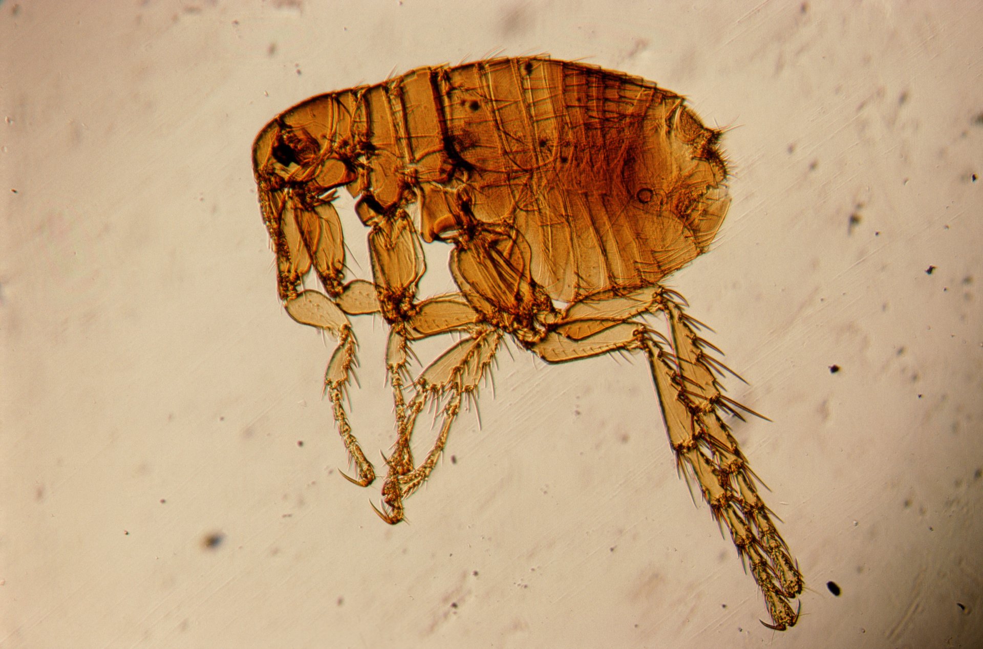 pulci insetti al microscopio