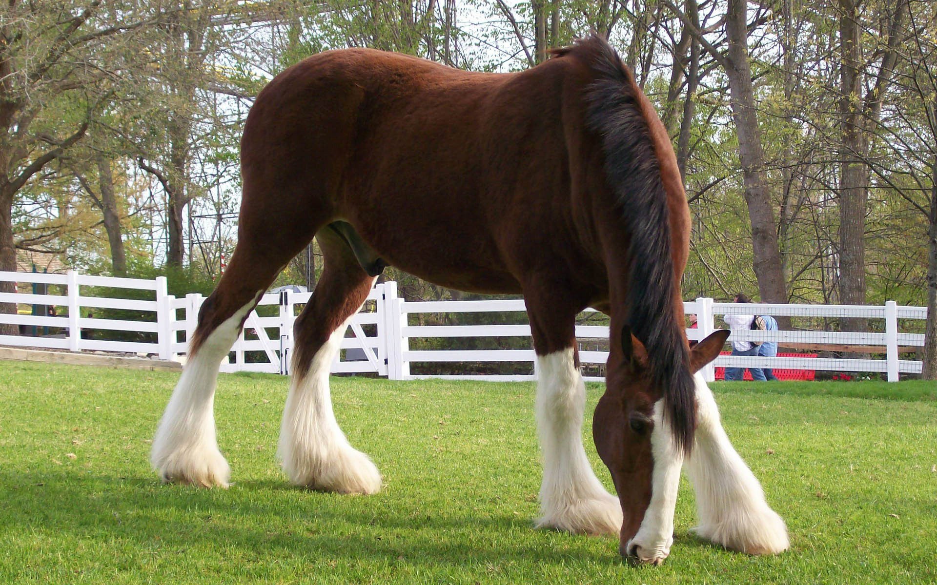 cavallo erba recinto lana