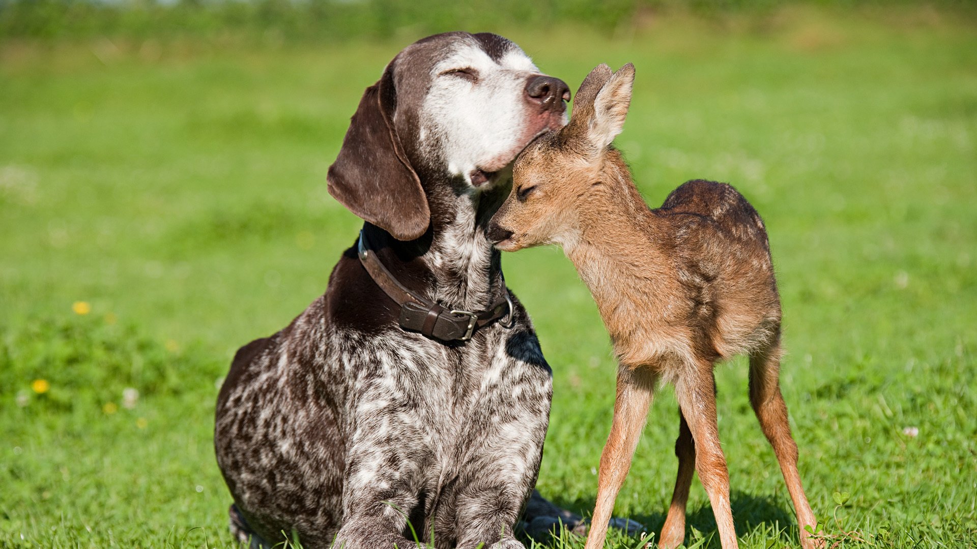 hund hirsch freundschaft