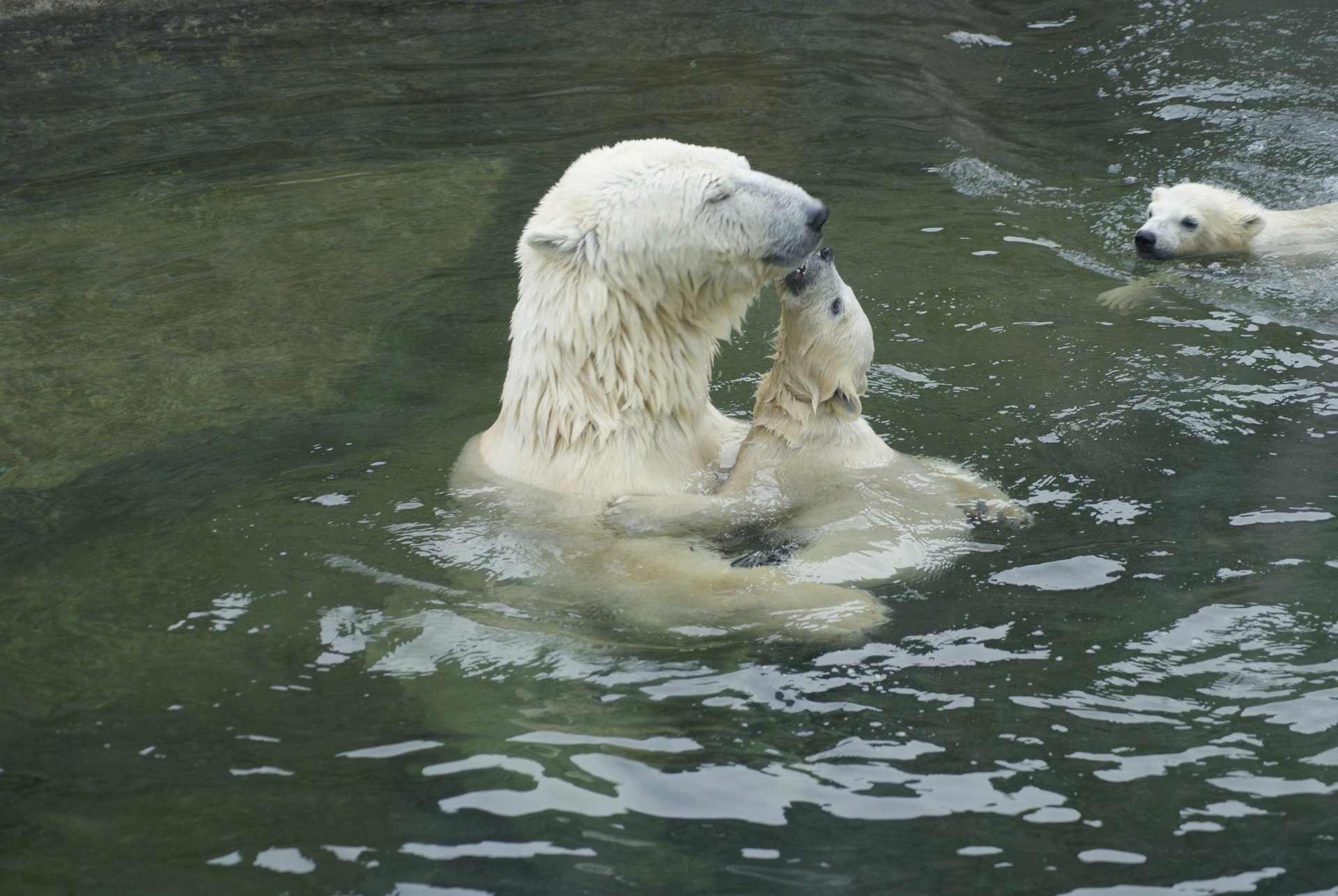 медведи вода нежность