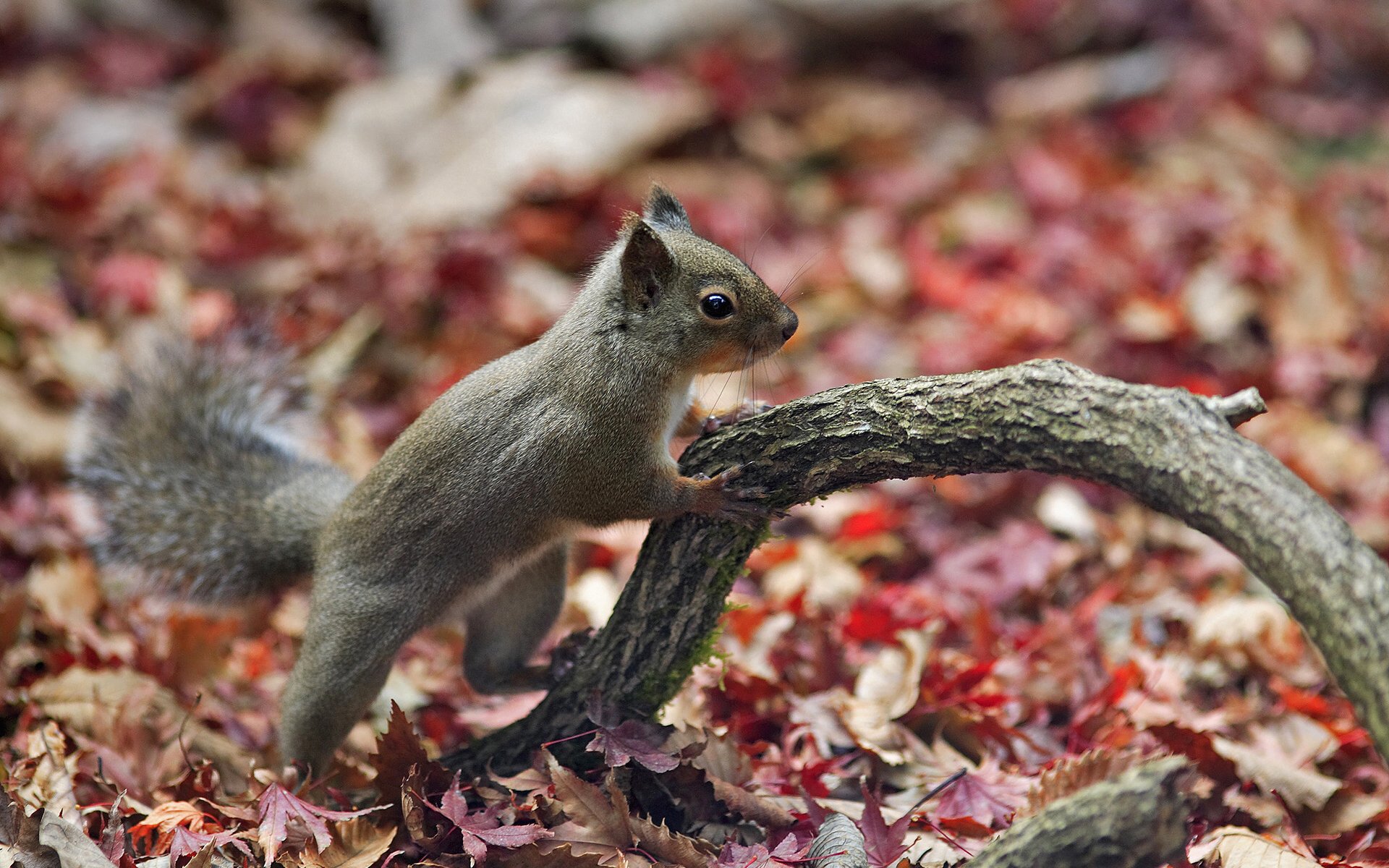 wiewiórka na pulpit animal planet piękne tapety na pulpit natura jesień las jesienny las liście gałąź