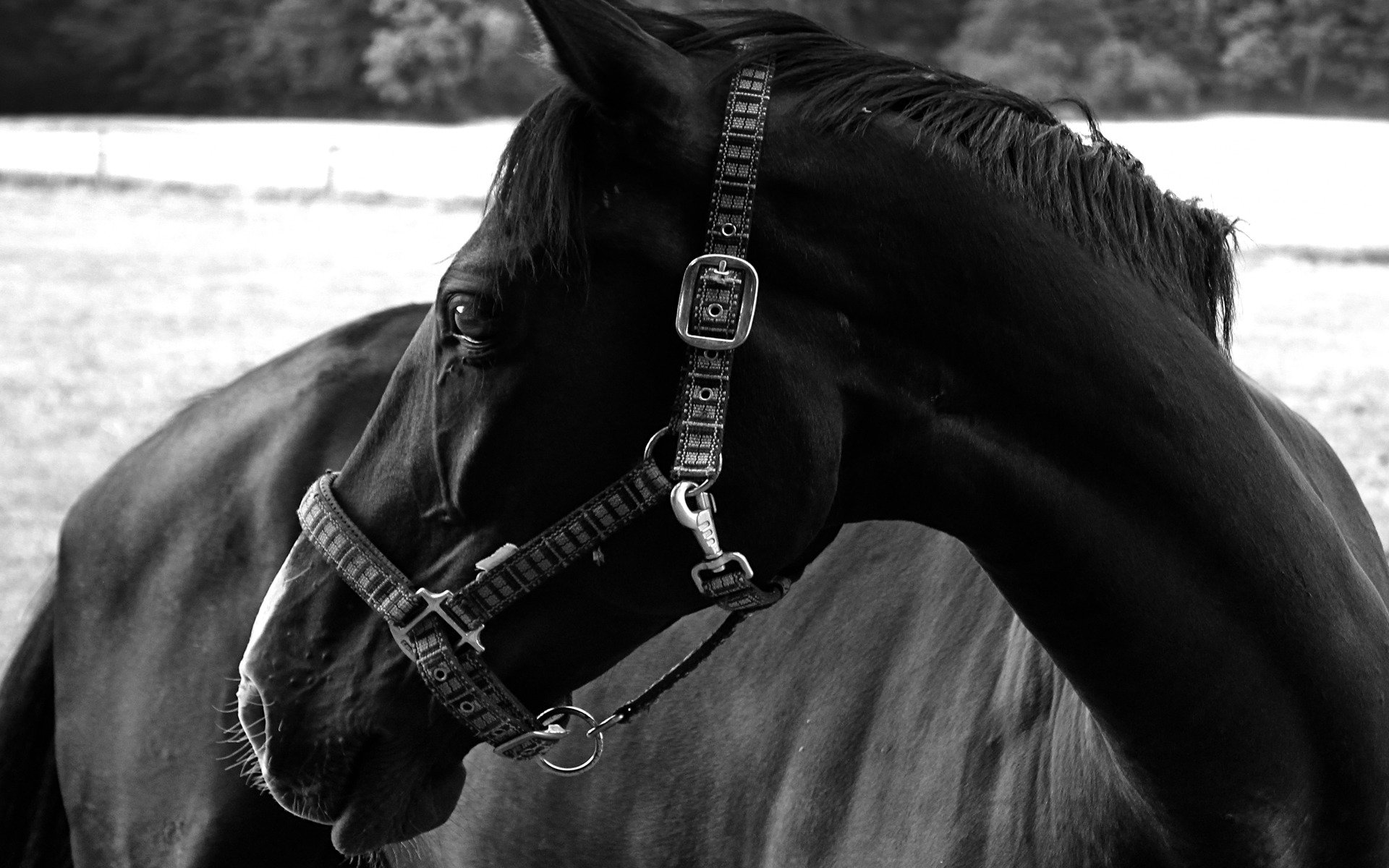 cheval laine couleur noir yeux finesse beauté photo noir blanc