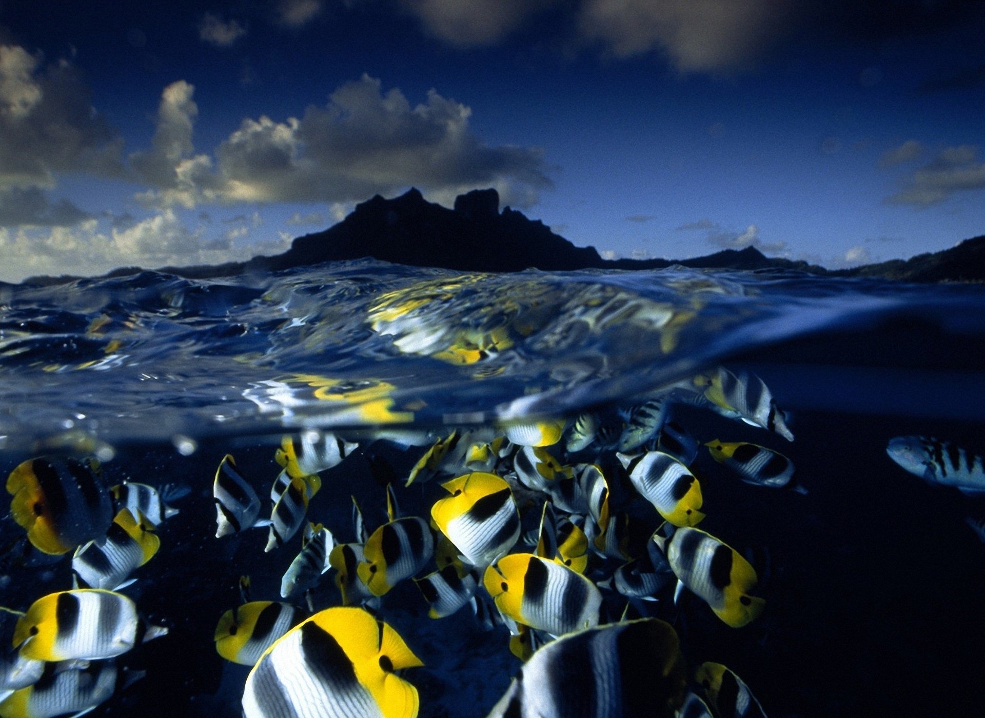 Природа подводный мир. Рыбы в океане. Рыбки в море. Подводный мир рыбки. Рыбки в океане.