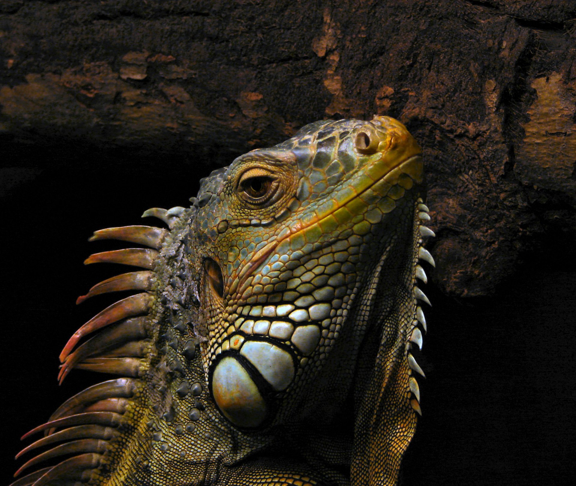 picture . animals reptile lizard