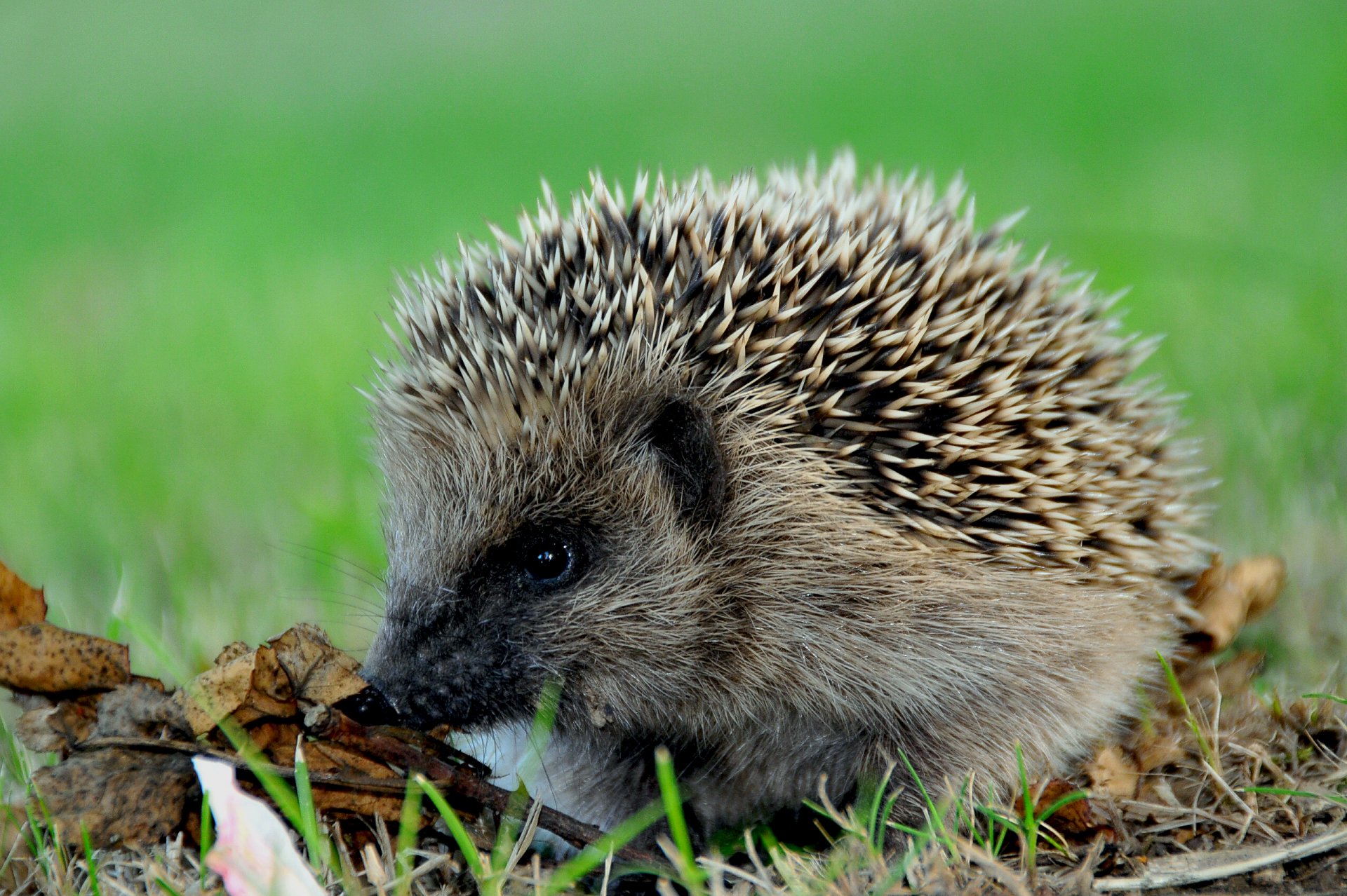 їzhachok spiny needle