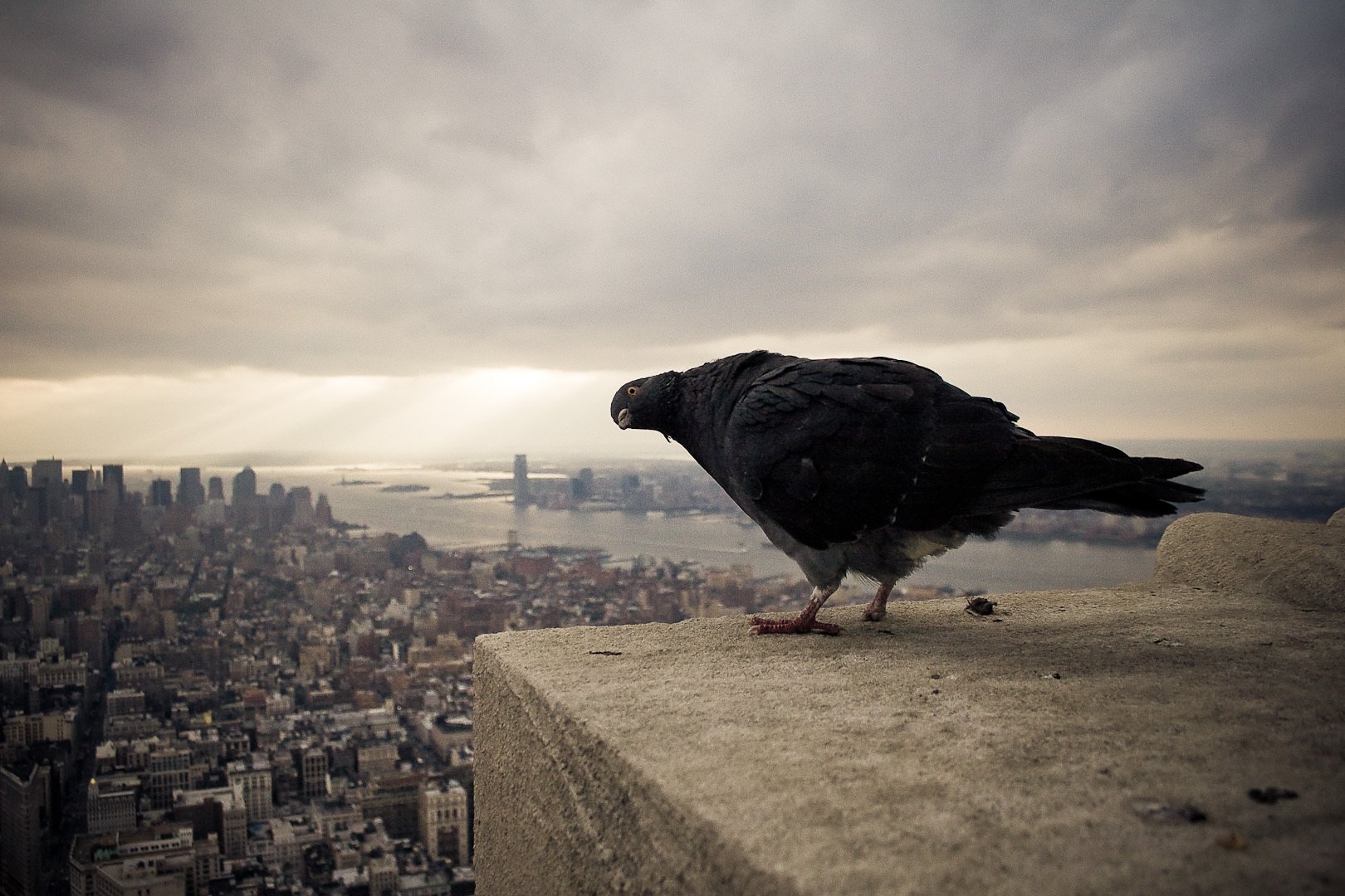 paloma pájaro cielo altura ciudad