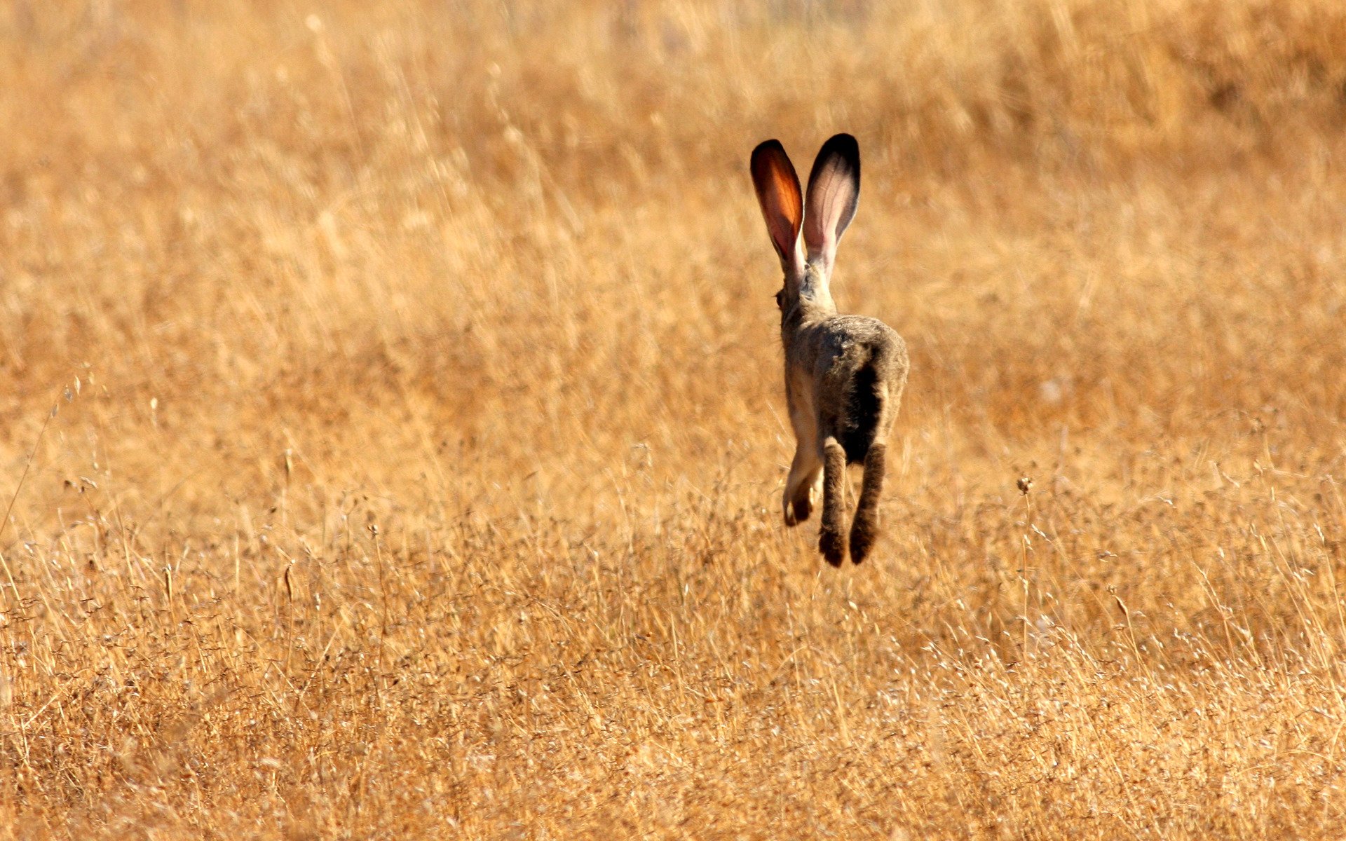 feld gras weglaufen hase ohren