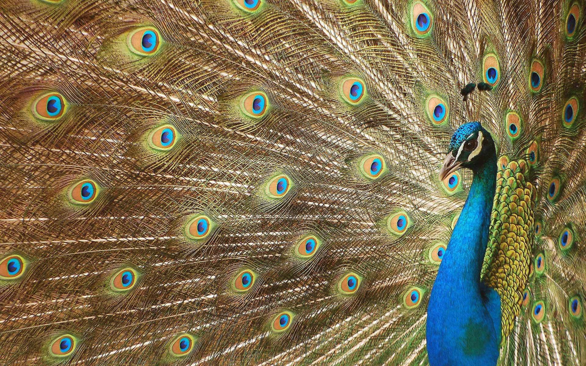 pfau digitale kunst schöne vogel tapete schöner vogel federn luxuriöses gefieder schwanz augen