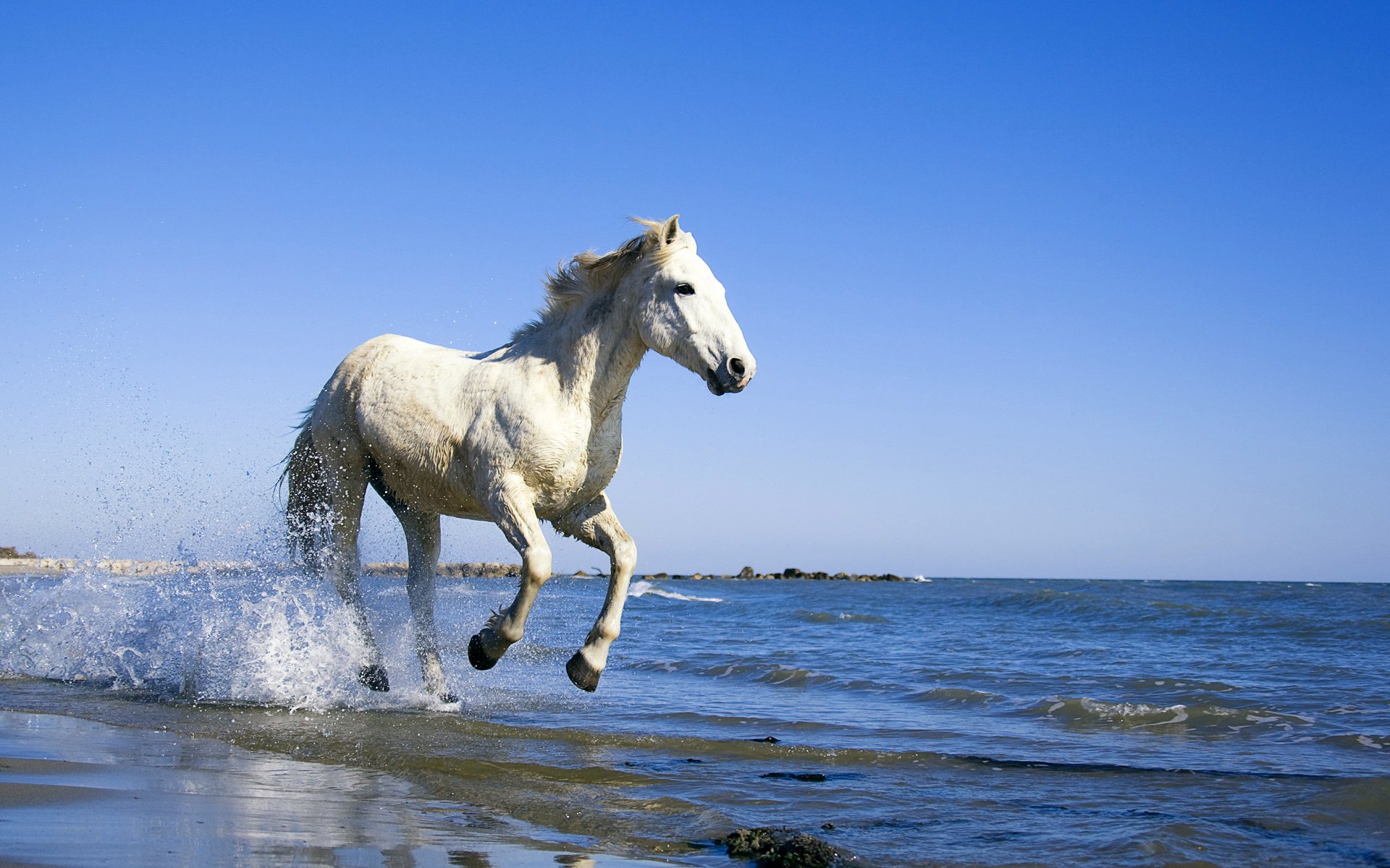 caballo caballo mar agua costa