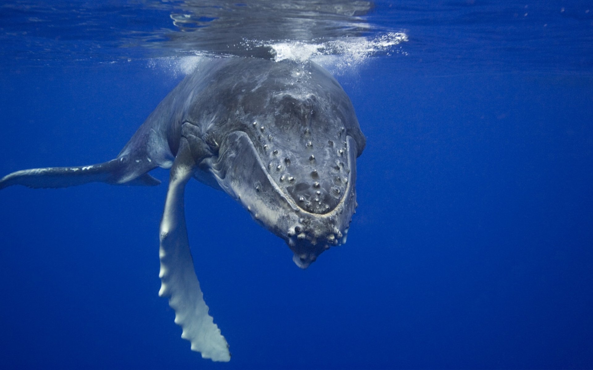 balena oceano blu