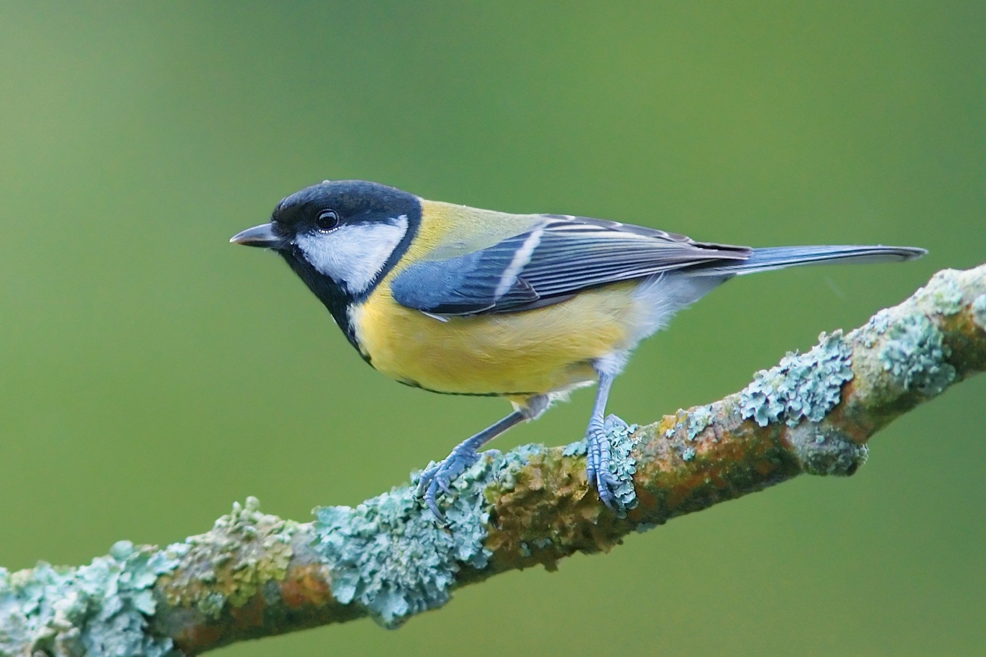 meise vogel flügel schnabel pfoten zweig