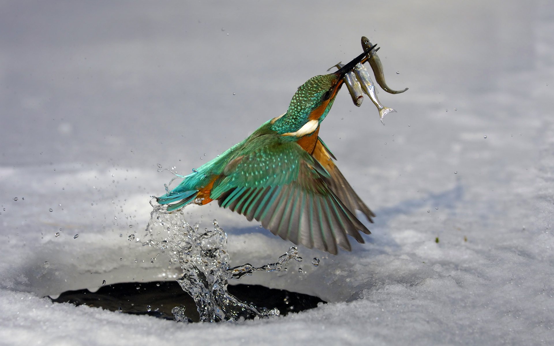 kingfisher poultry hunt fish next water