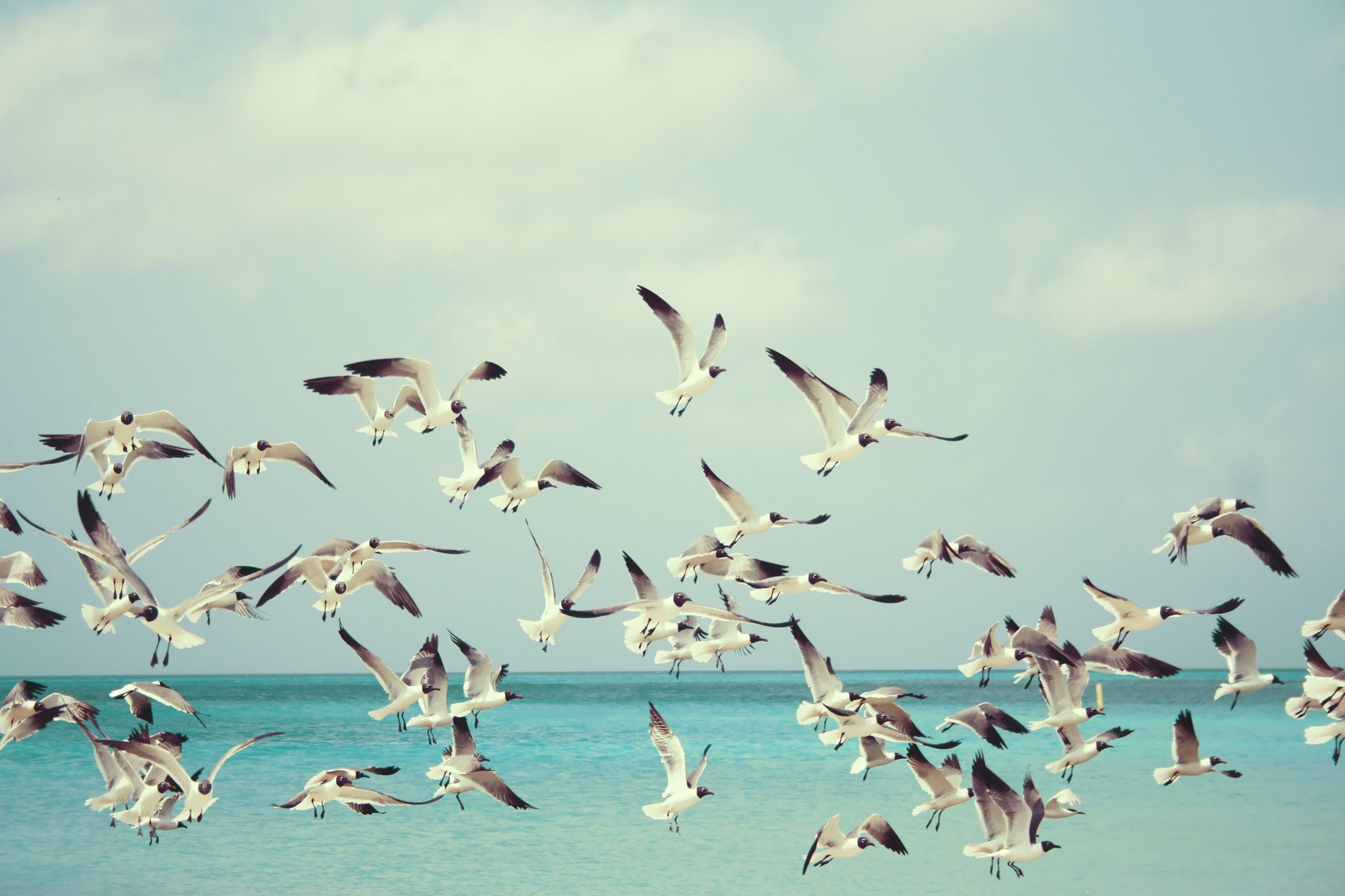 gulls flight sea