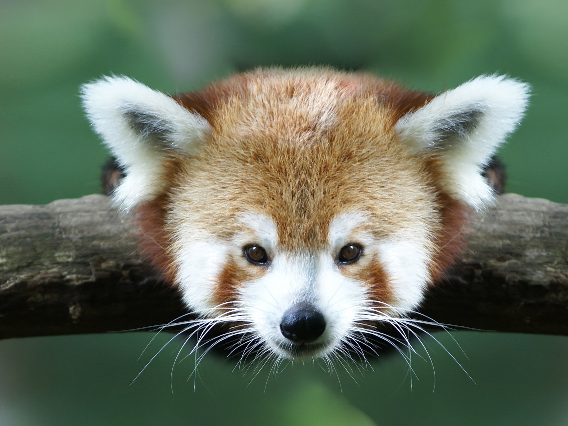 animals red panda branch