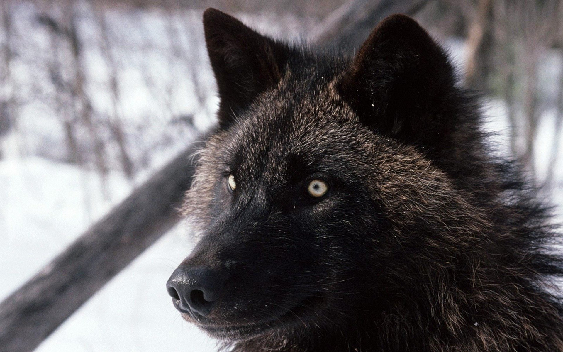 lobo bosque invierno