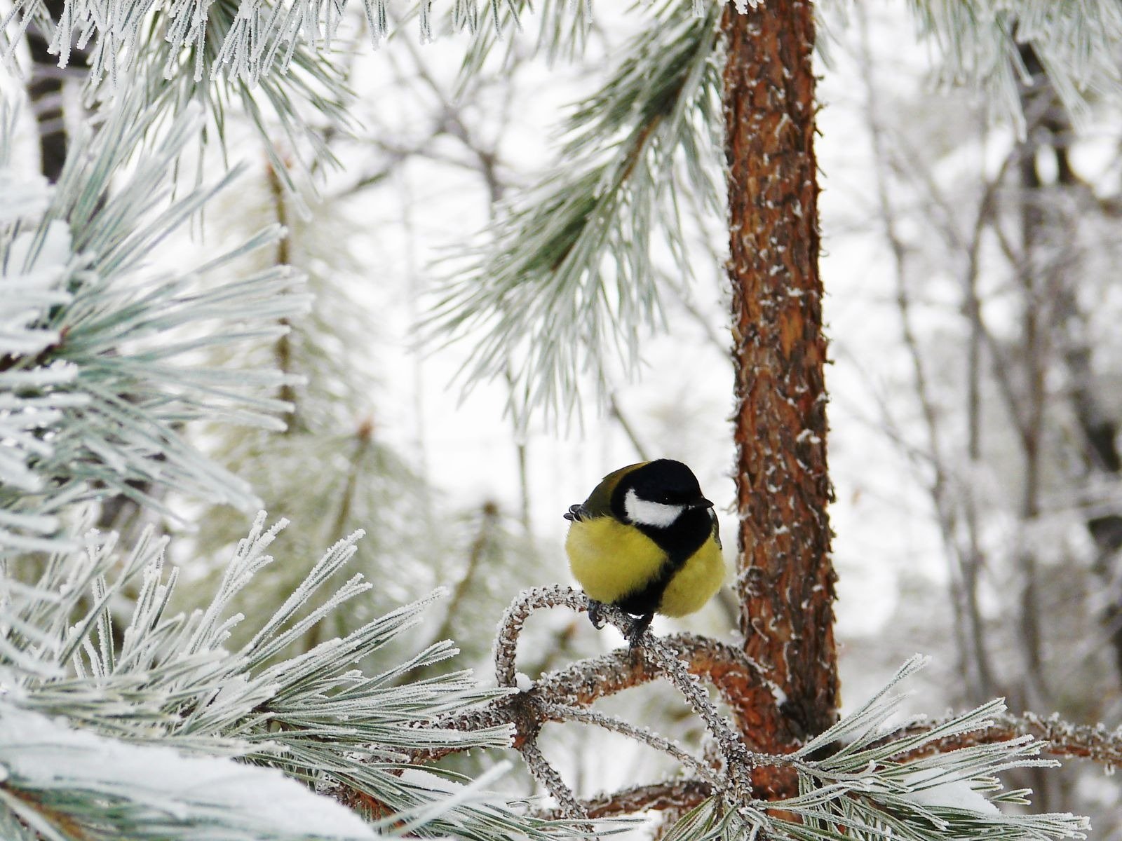 foresta inverno neve gelo cincia