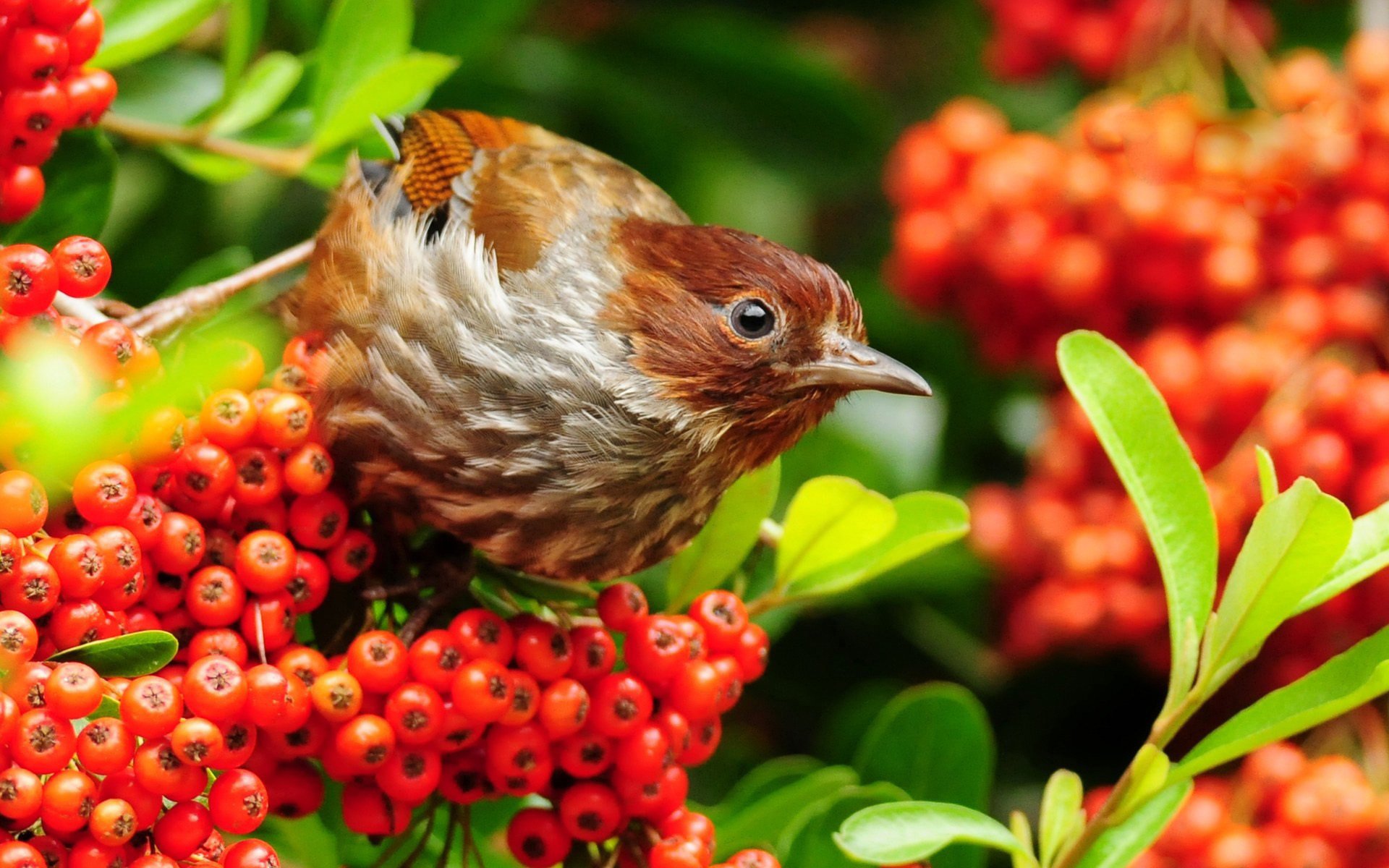 poultry branches berrie