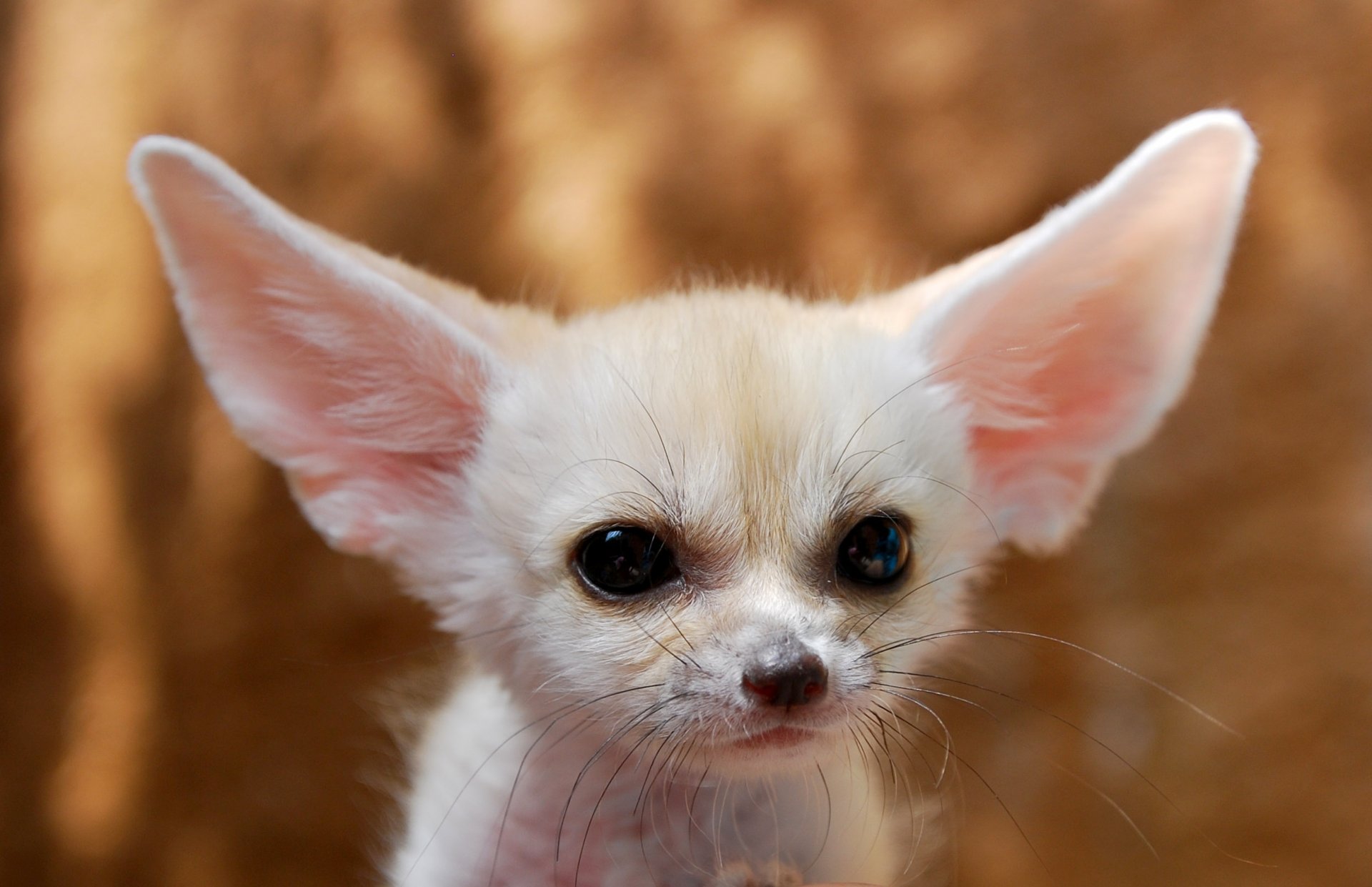 renard oreilles nez blanc