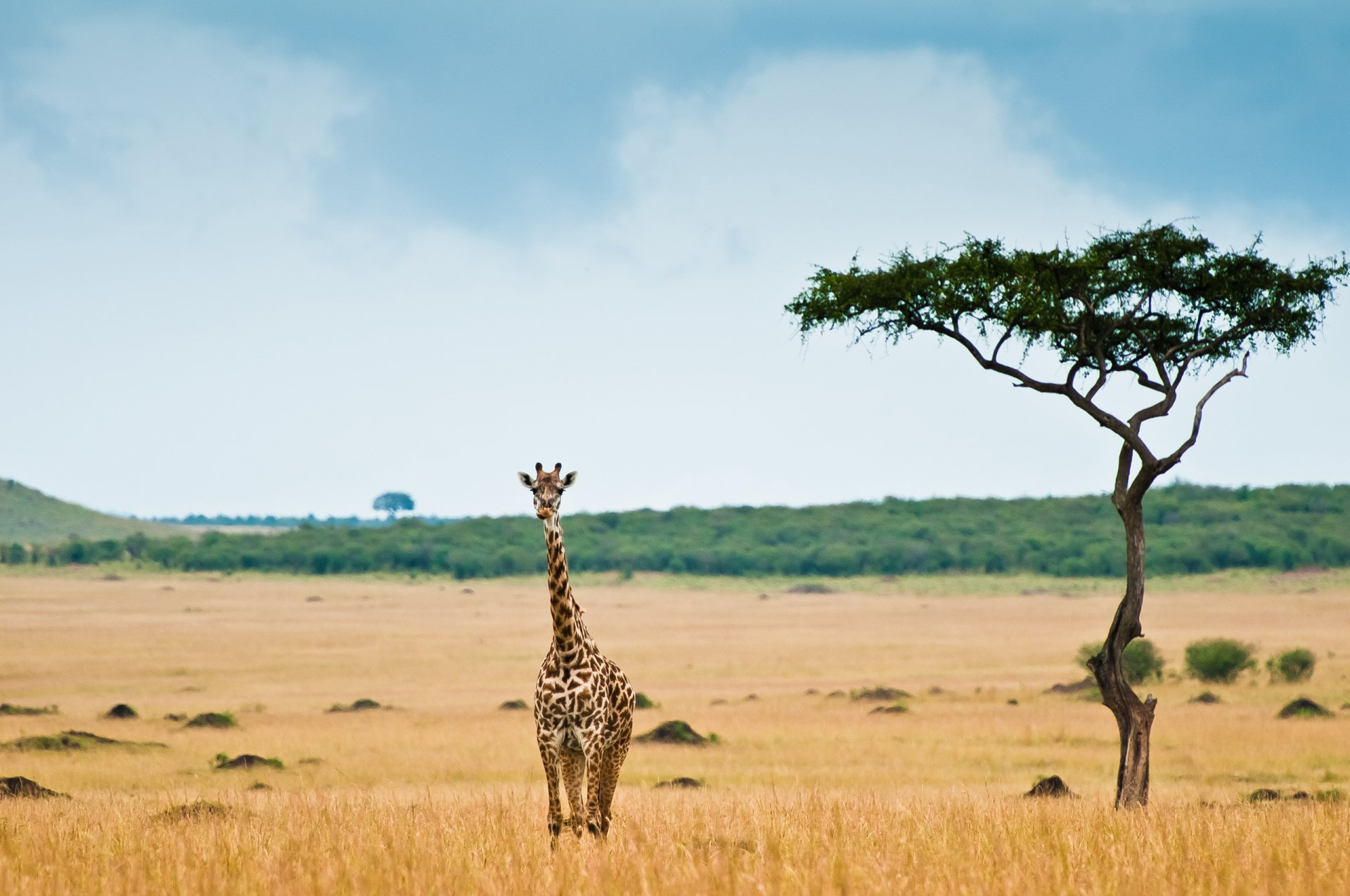 Саваннах Африки обитают жирафы - обои на рабочий стол
